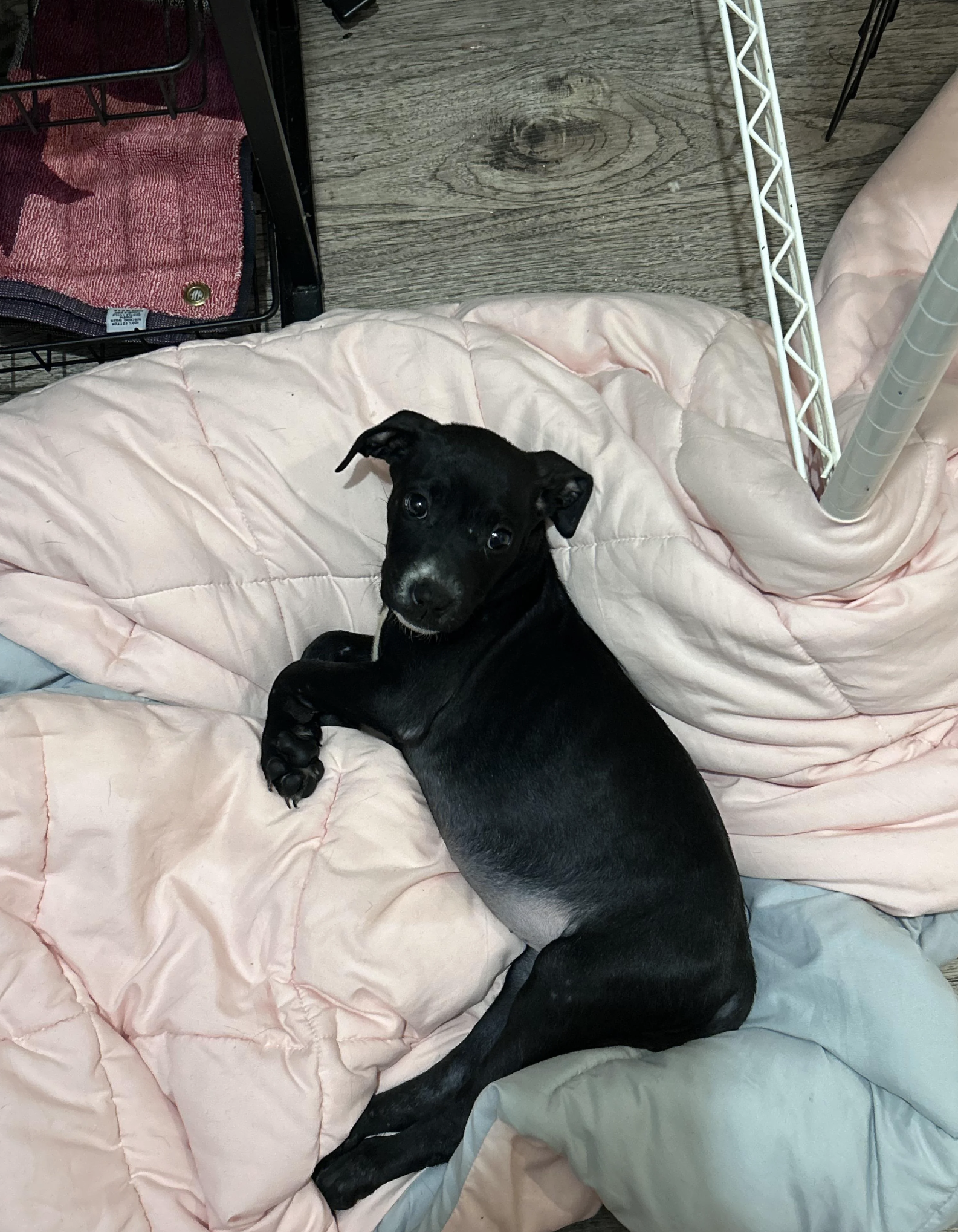 A small black puppy lies on a pink quilt, looking at the camera