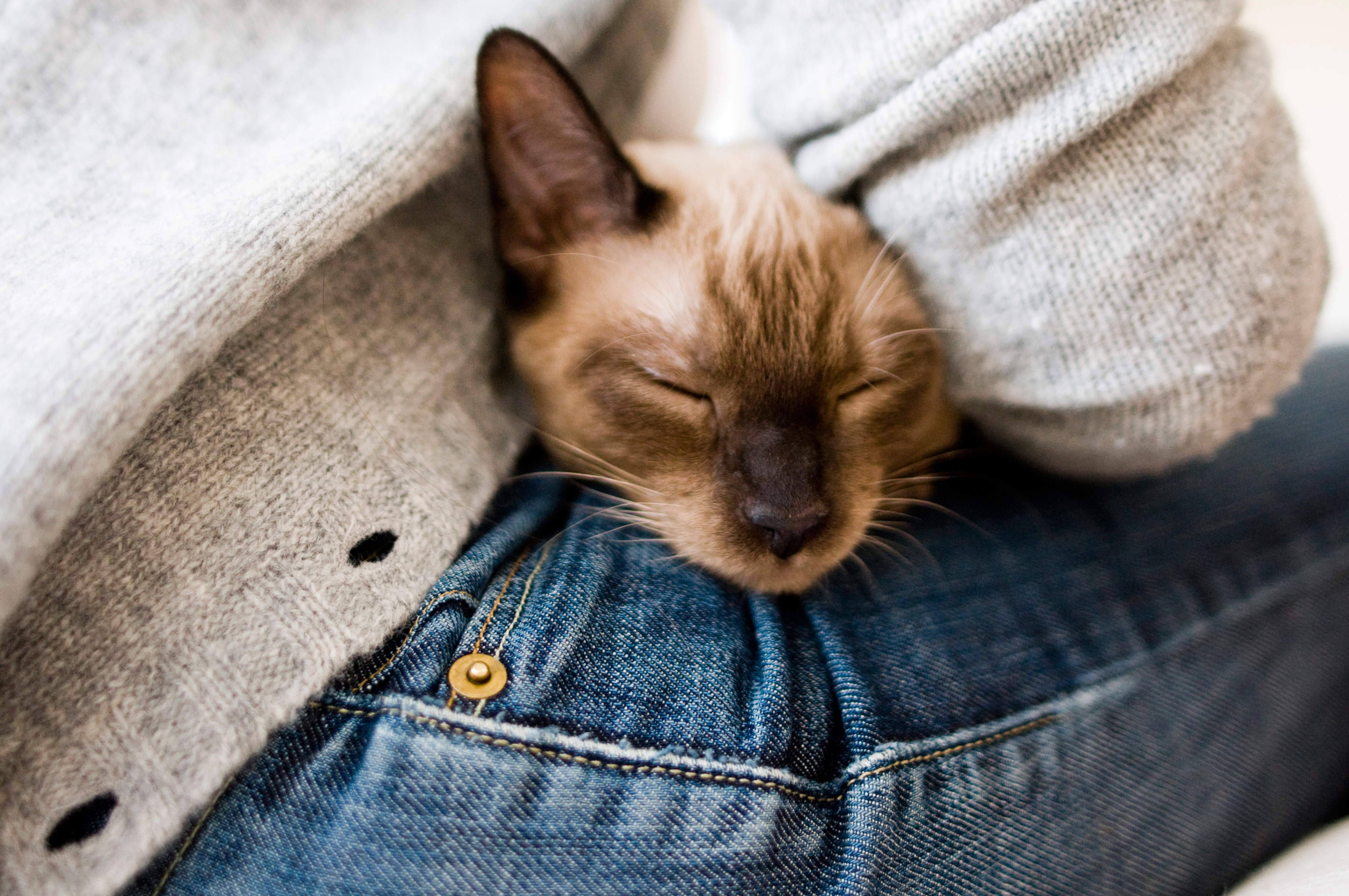 A Siamese cat peacefully sleeps with its head resting on a person&#x27;s lap, who is wearing a grey sweater and blue jeans