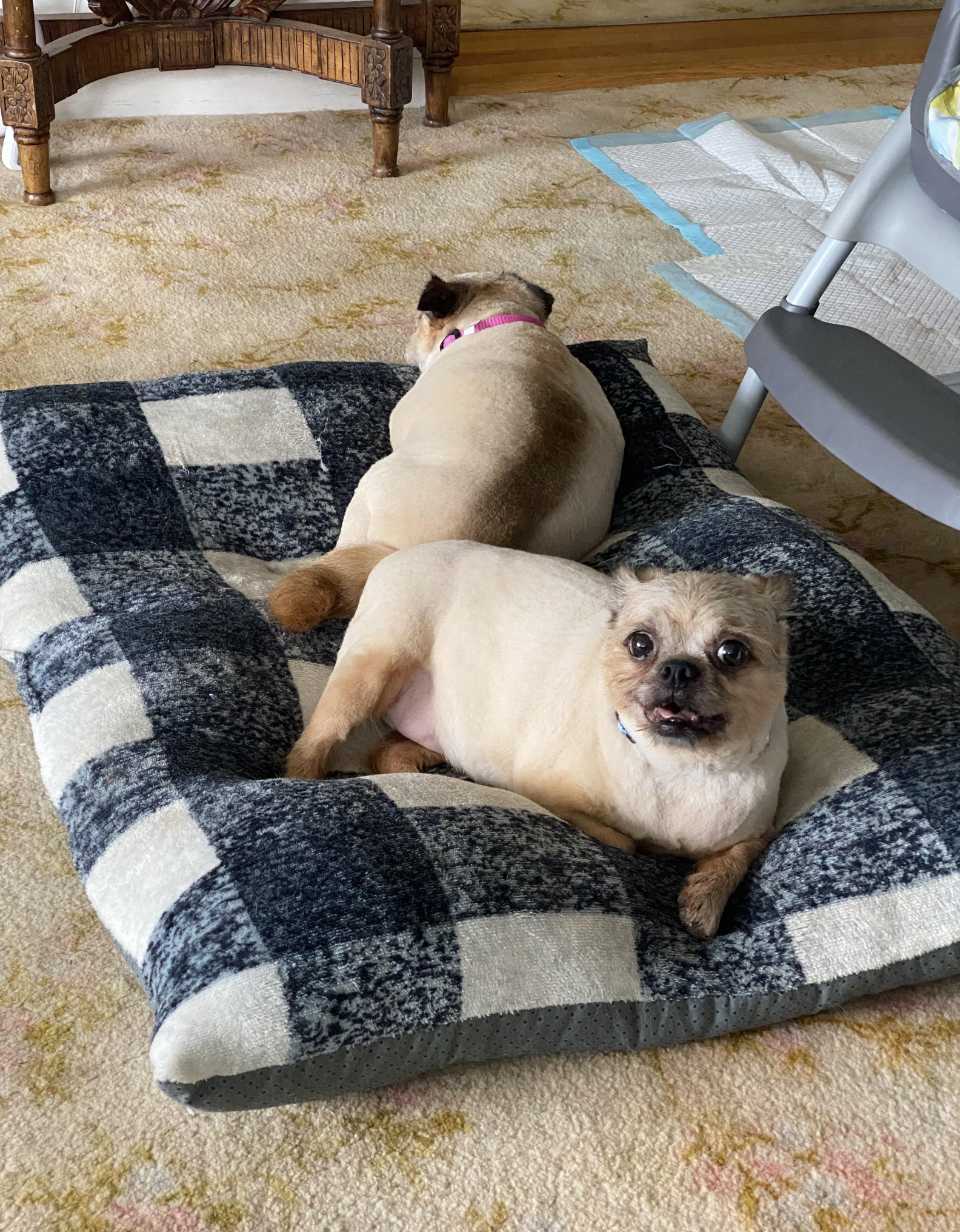 Two small dogs sit on a large checkered dog bed, lounging in a cozy living room