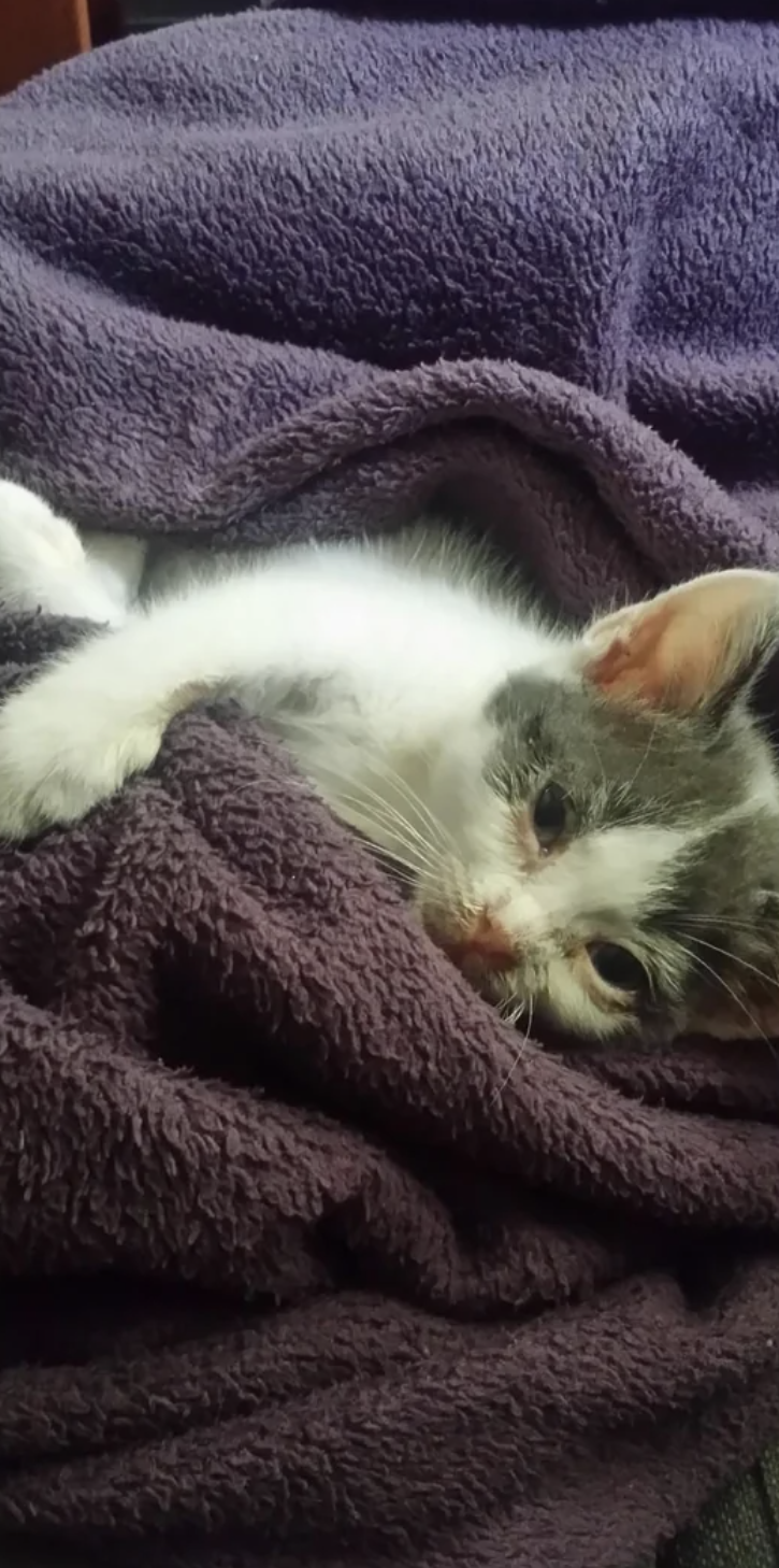 A small kitten rests comfortably wrapped in a cozy blanket, looking relaxed and content
