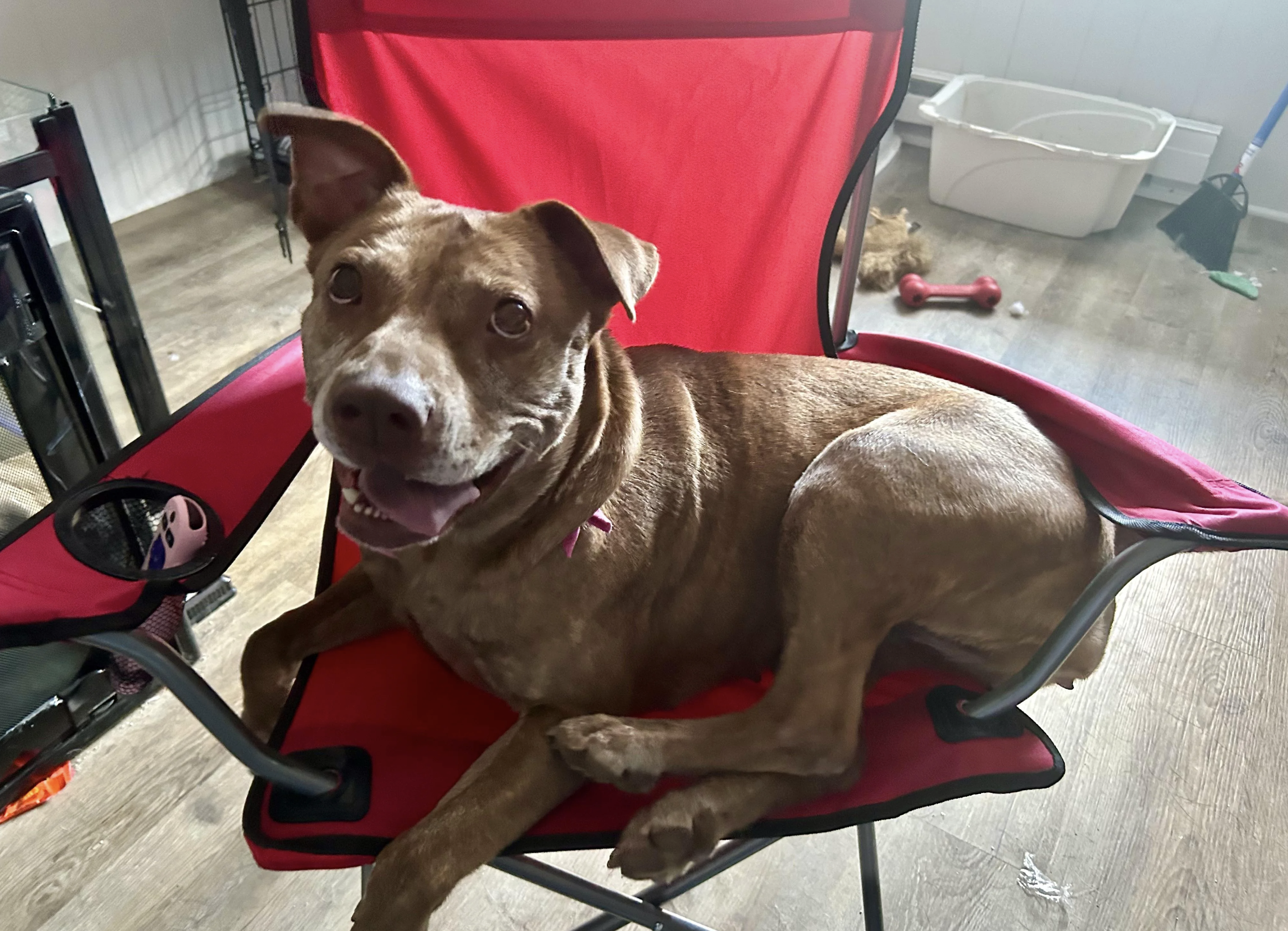 A brown dog with a red collar is sitting on a red chair indoors, looking at the camera. Nearby, there's a dog toy and a litter box