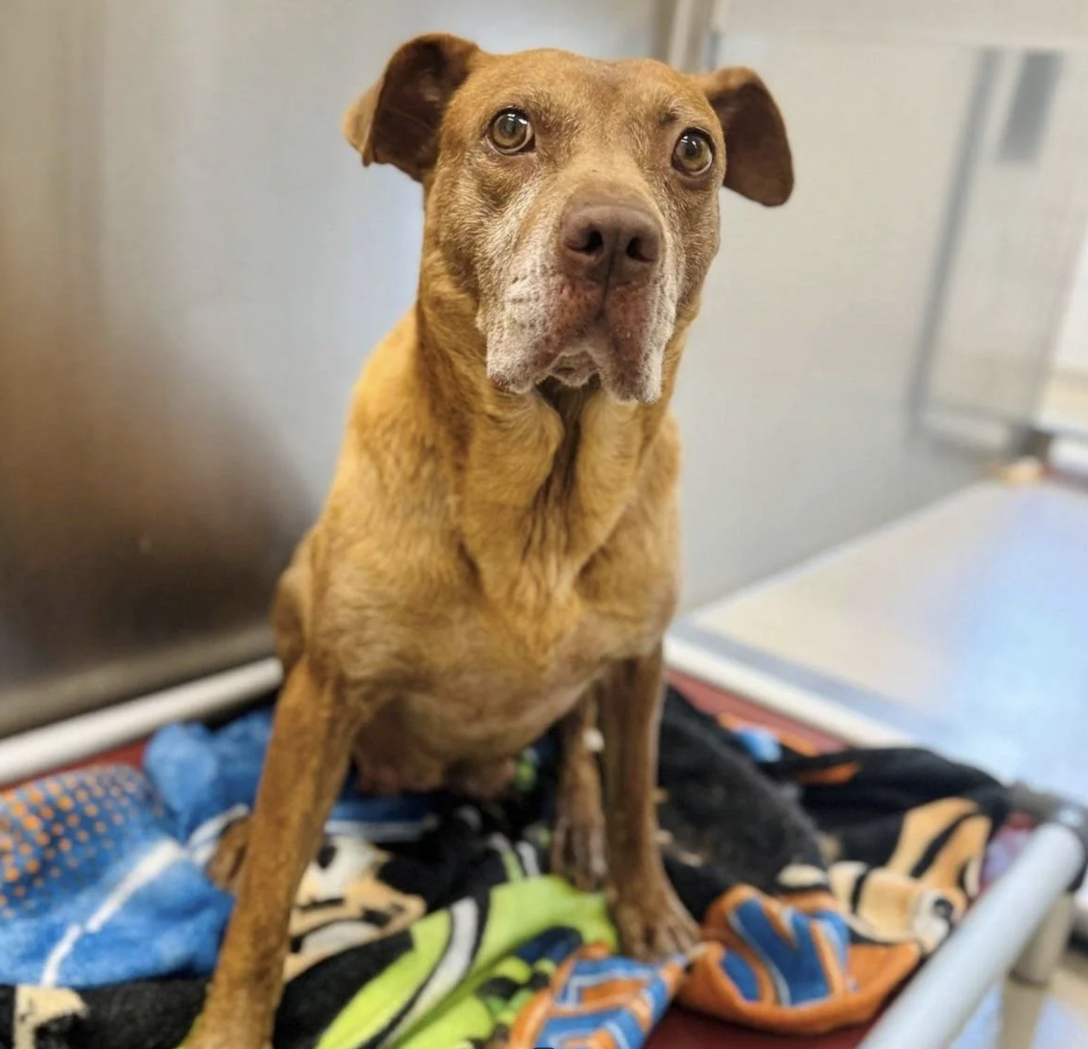 A dog sits on a cozy bed made of blankets, looking towards the camera with a calm expression