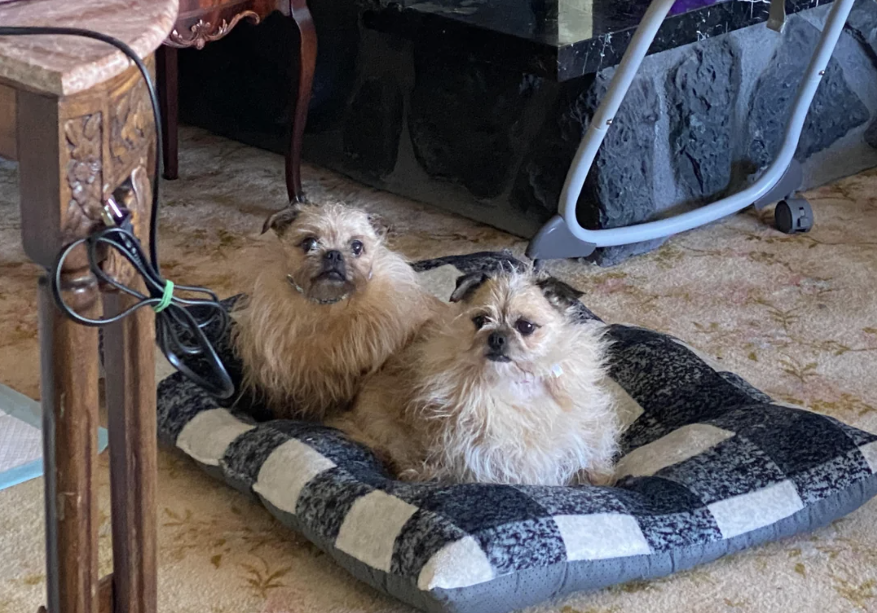 Two small, scruffy dogs sitting on a checkered pet bed indoors