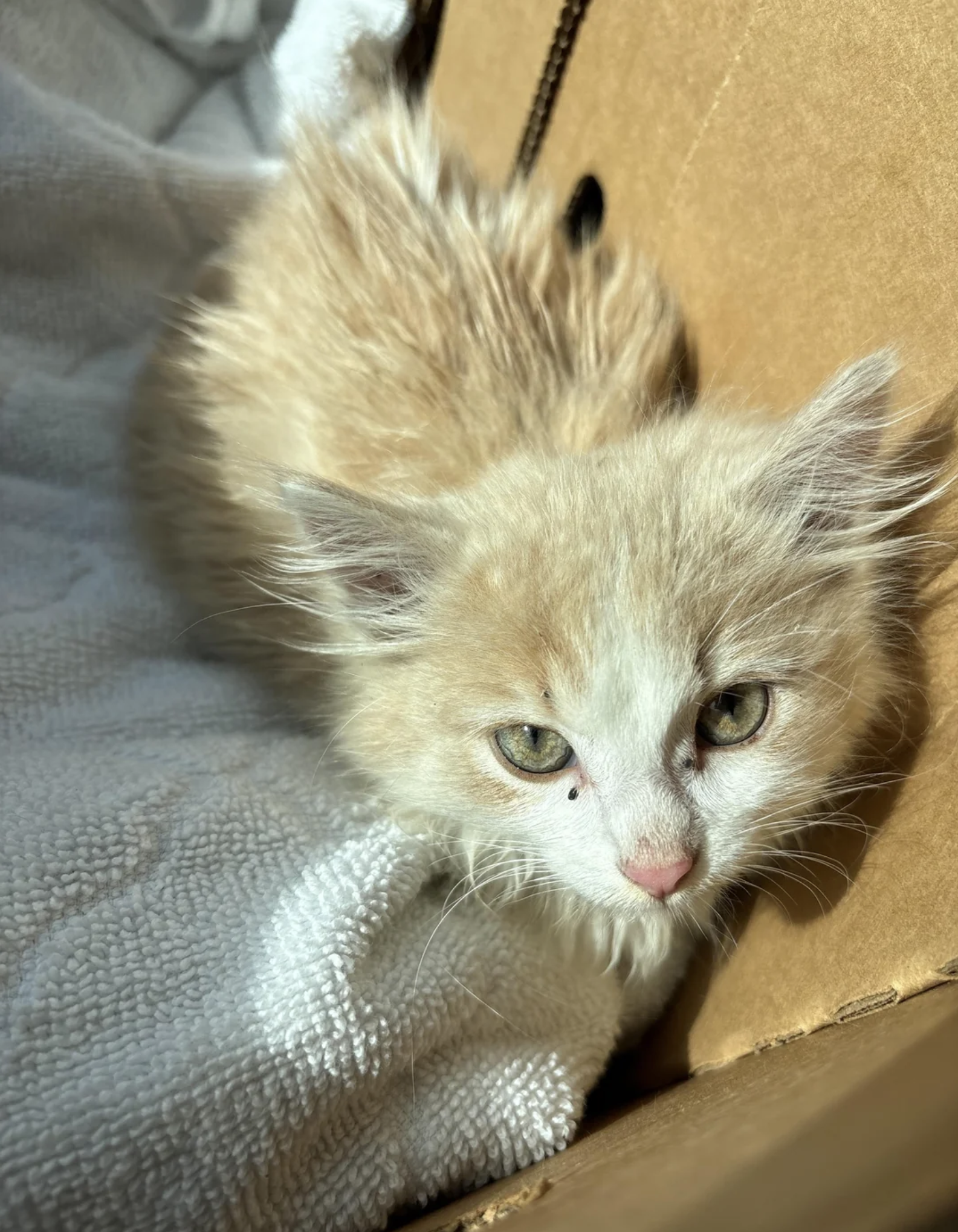 A fluffy kitten with light fur lies on a white towel inside a cardboard box, looking up at the camera with curious eyes