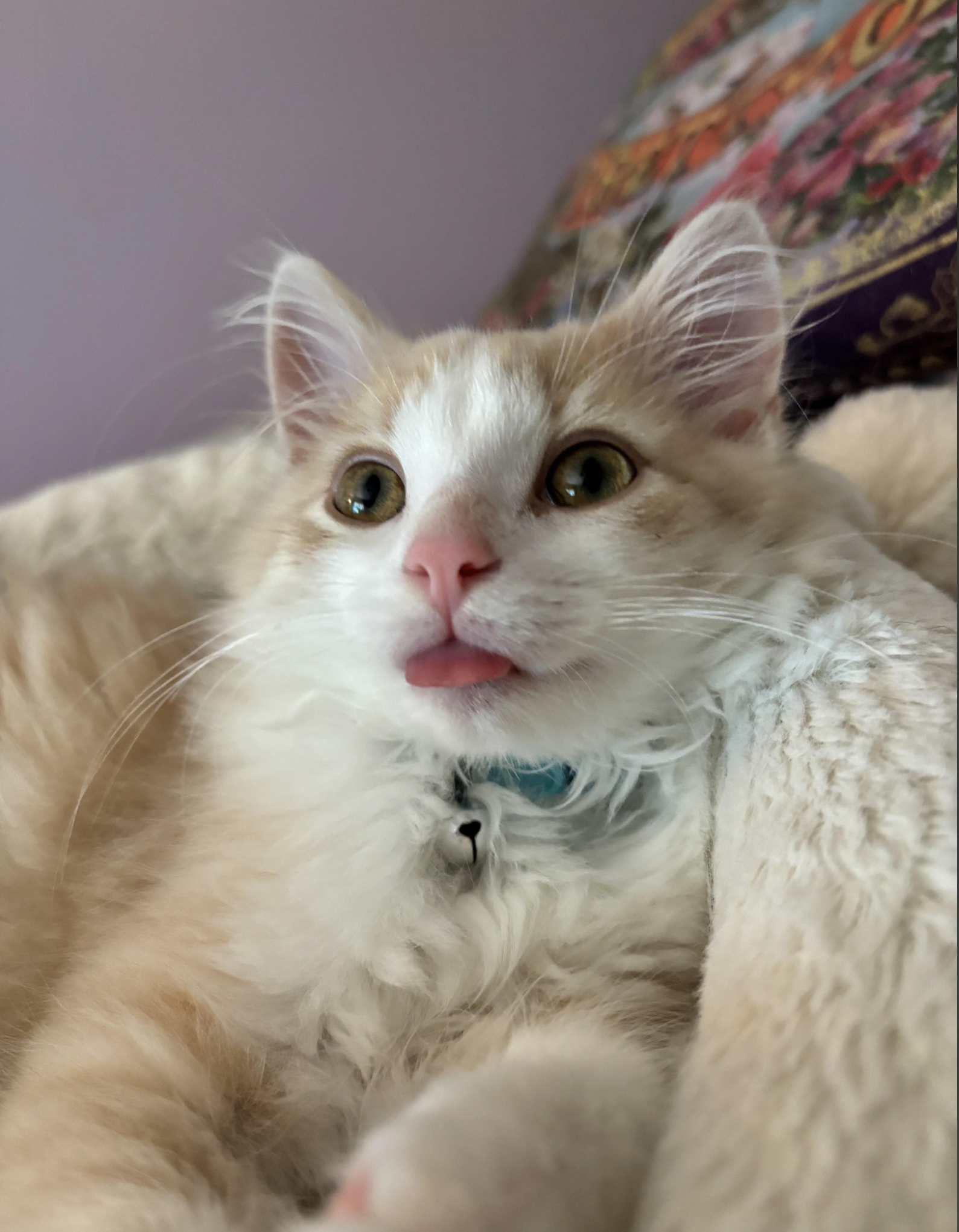 A close-up of a fluffy kitten with its tongue slightly sticking out, looking up with wide eyes while resting on a soft blanket