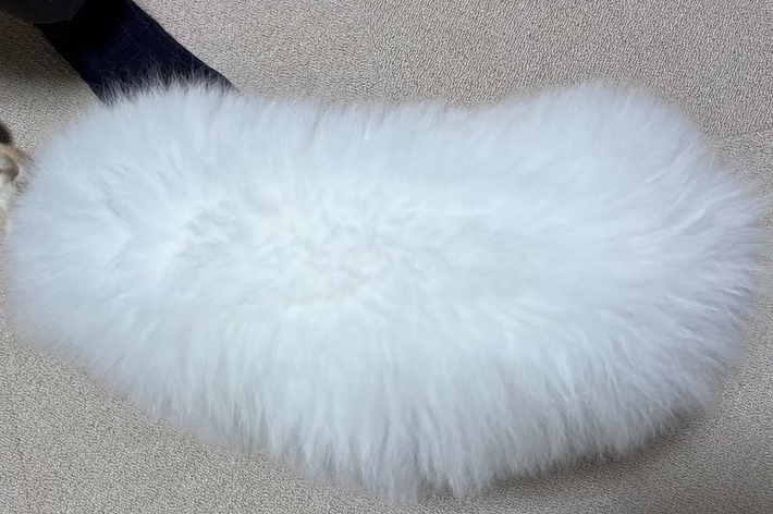 子犬の頃のダッツくん