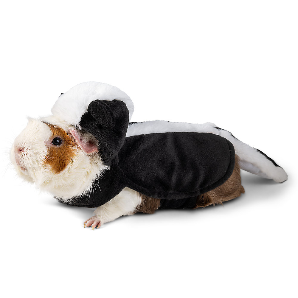 A guinea pig dressed in a small black and white skunk costume is looking up