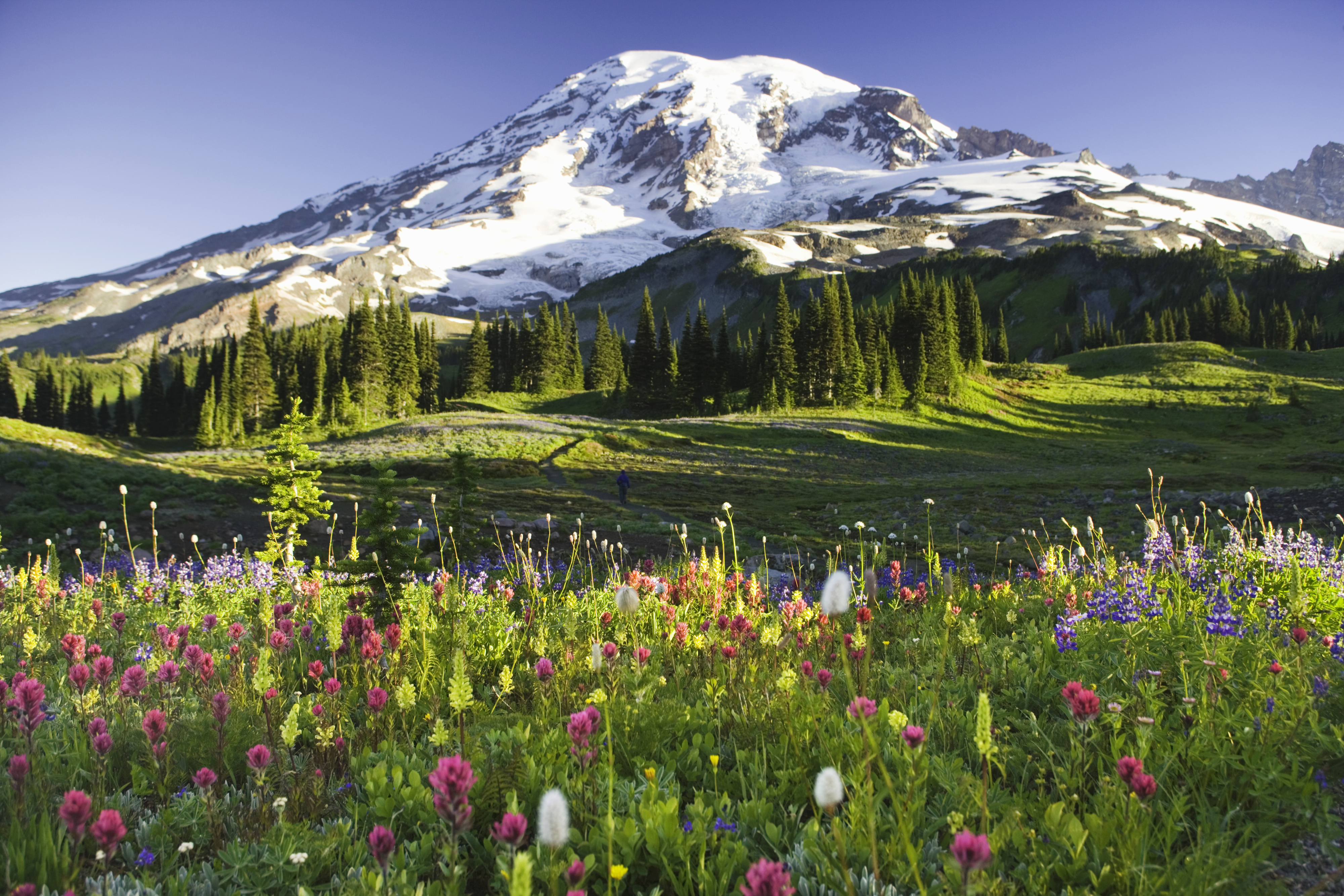 Field of wildflowers with Mount Rainier in the background, capturing the essence of nature&#x27;s beauty