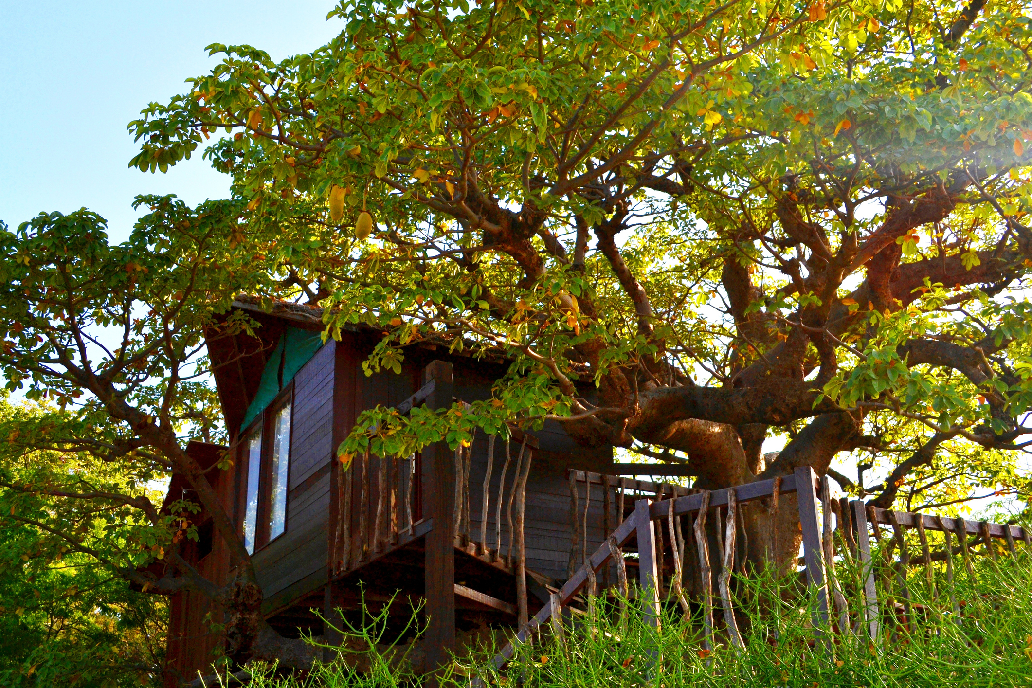 Treehouse nestled in branches surrounded by lush greenery, with a wooden staircase leading up to it. Used for an article on unconventional workspaces