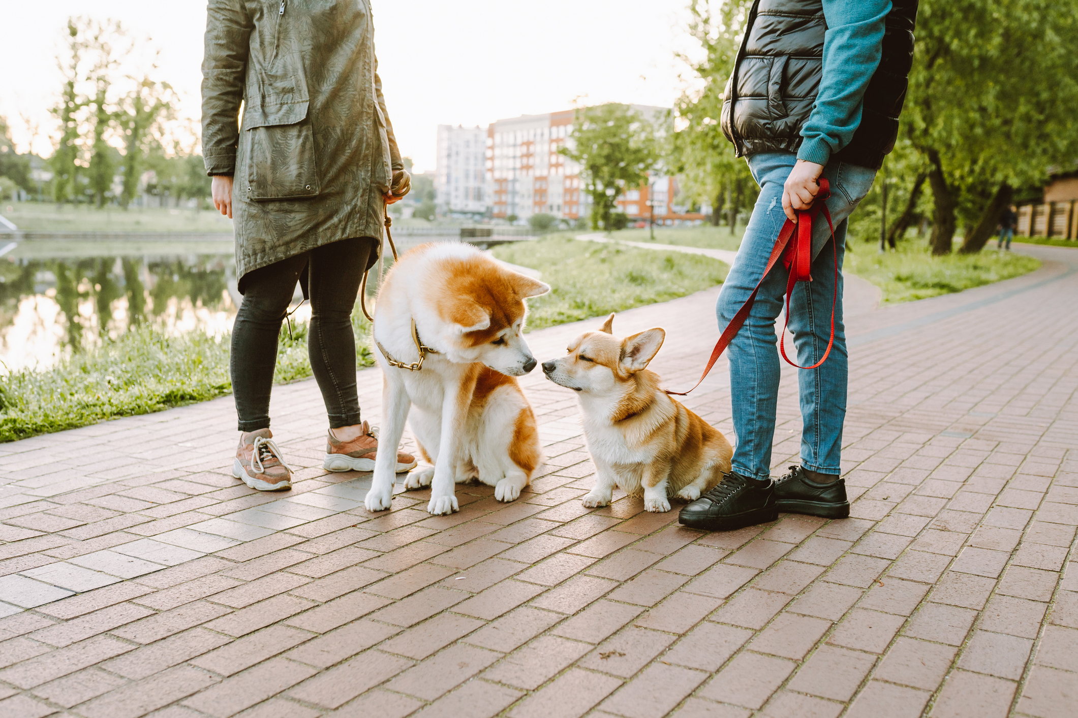 Two unidentified people stand by a lakeside path with an Akita and a Corgi sniffing each other