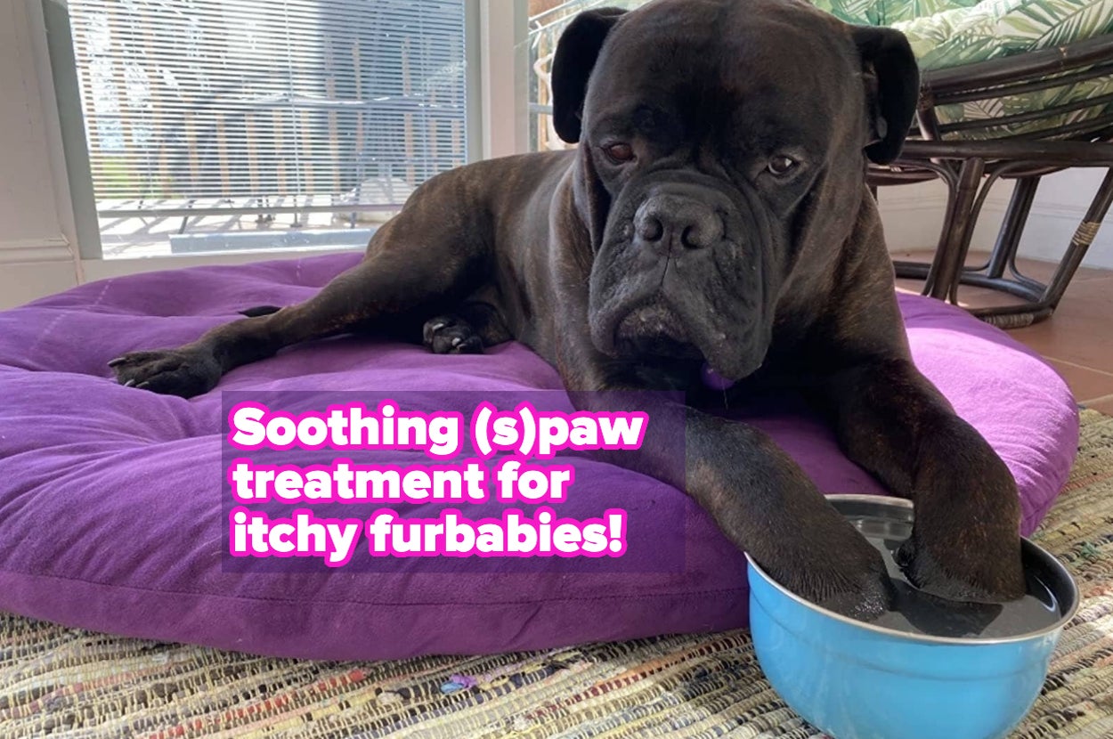25 Underrated Pet Products That Are Actually Worth Purchasing