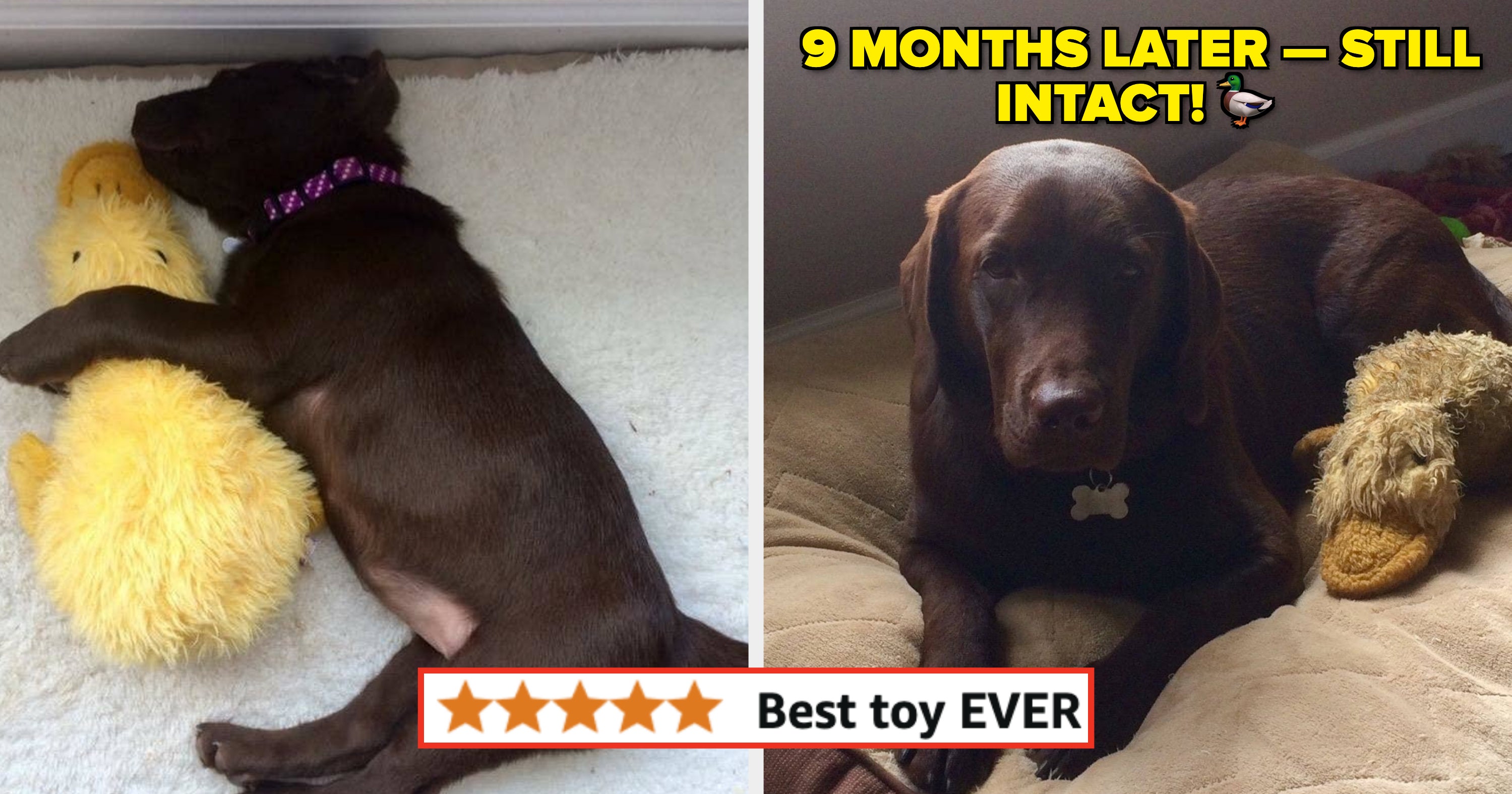 26 Underrated Pet Products Actually Worth Purchasing