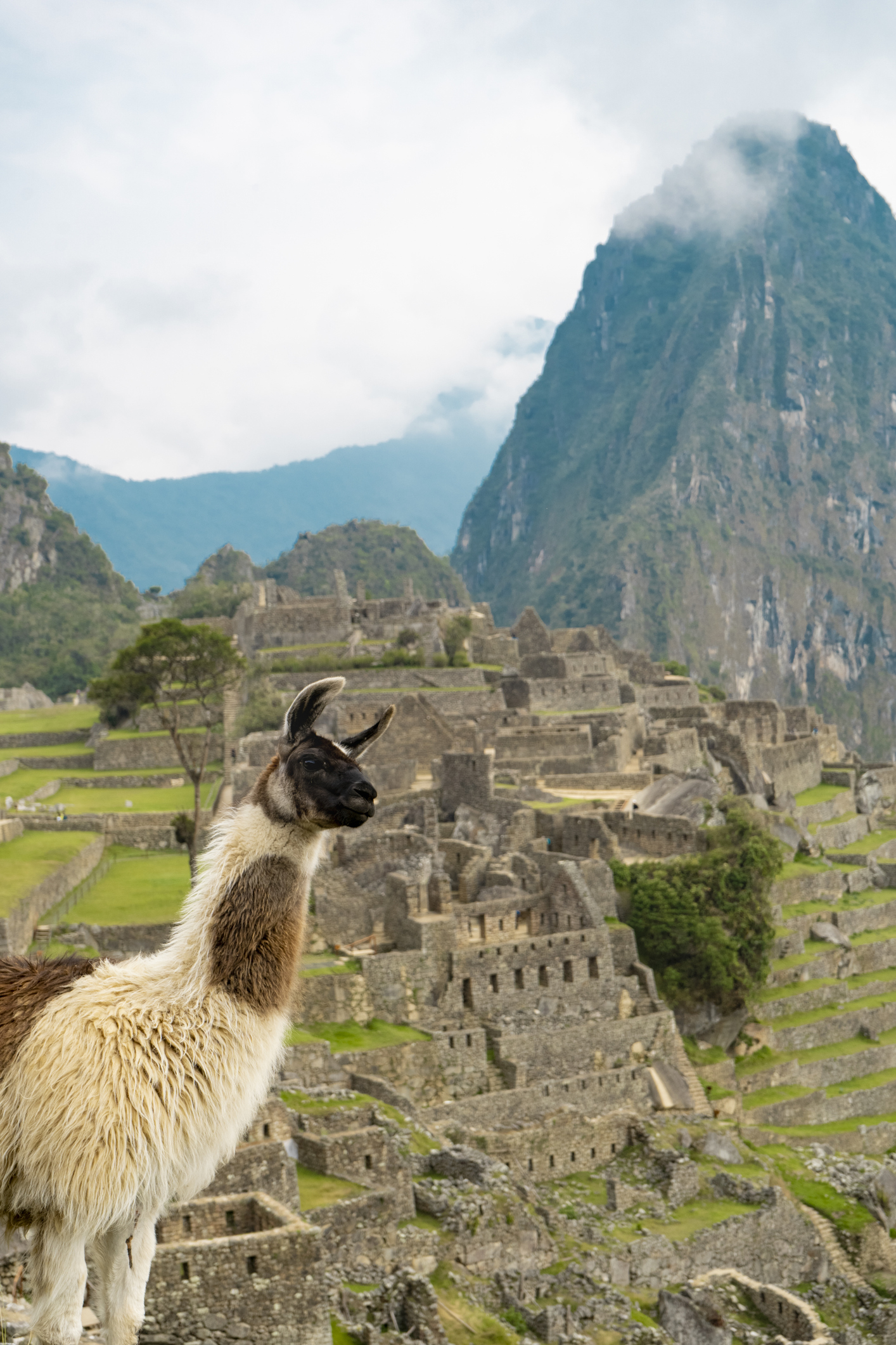 A llama stands in the foreground with the ancient Incan city of Machu Picchu and a large mountain in the background