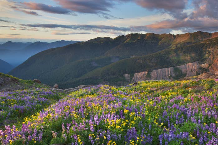 Mountain landscape with a diverse meadow of purple and yellow wildflowers in the foreground, and a range of mountains under a cloudy sky in the background