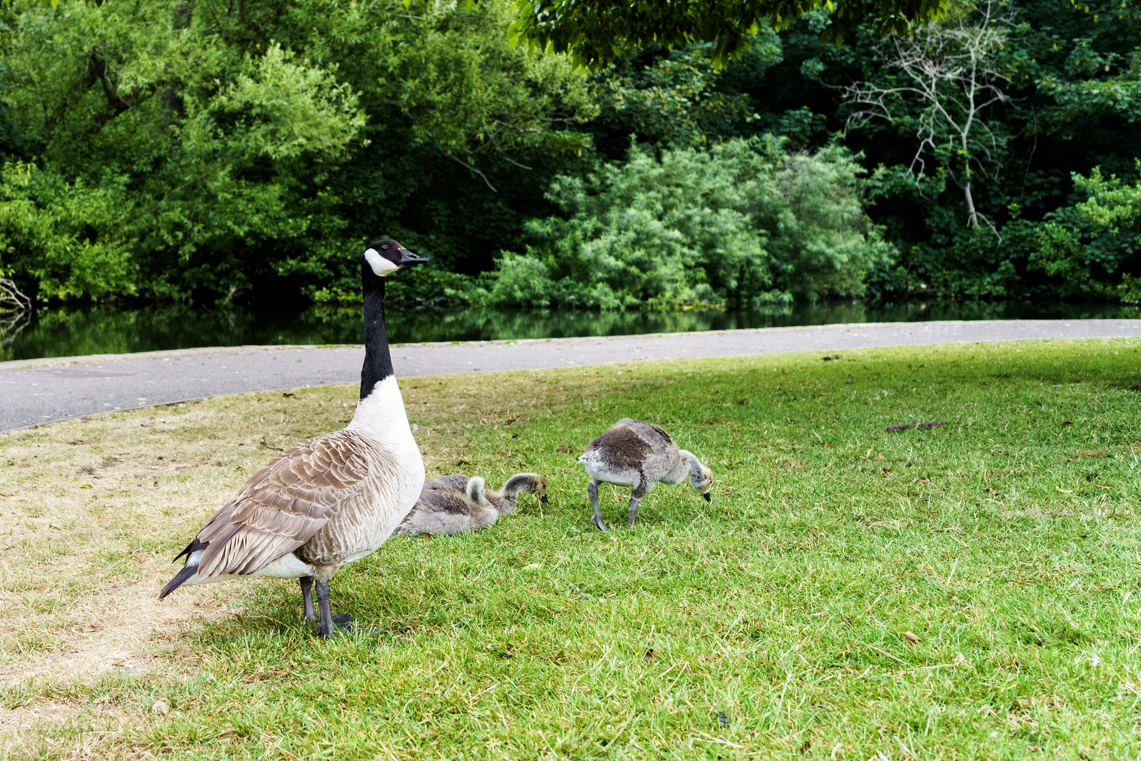 Two adult geese and two goslings stand and graze on grass near a path with a background of trees and bushes in a park