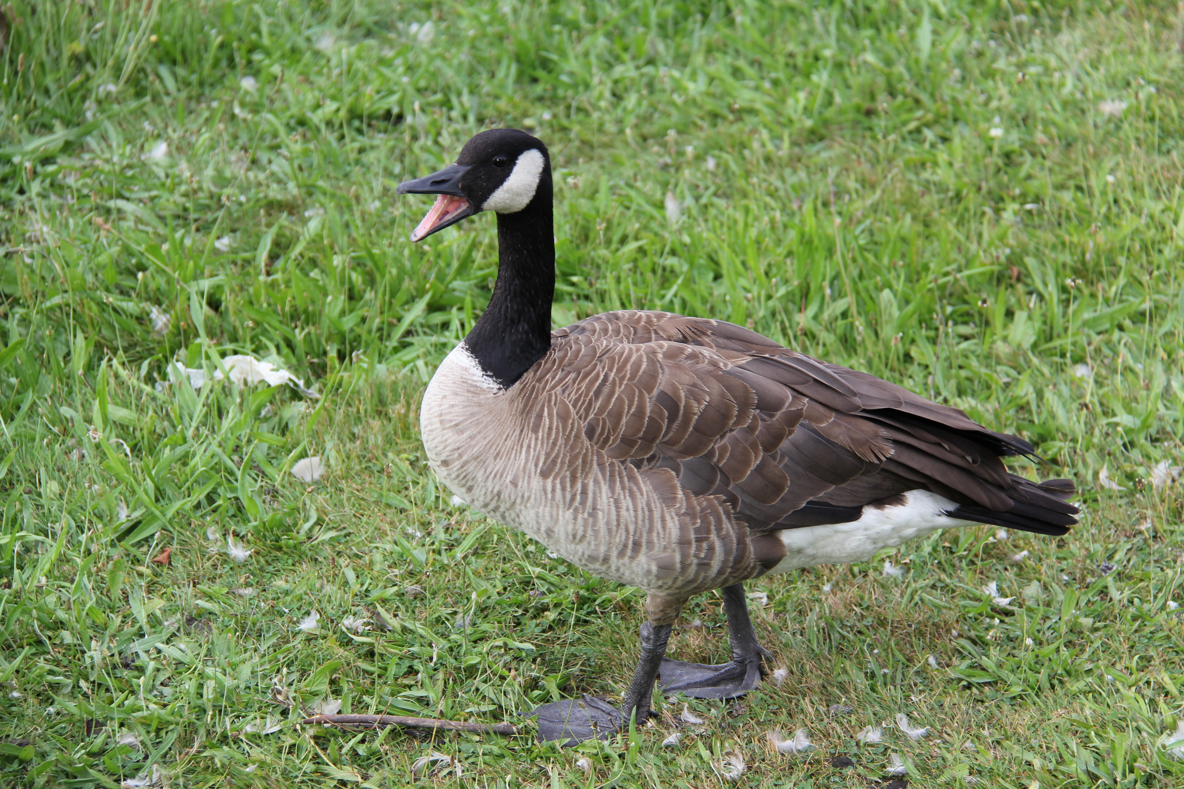A Canadian goose stands on grass with its beak open and feathers scattered around