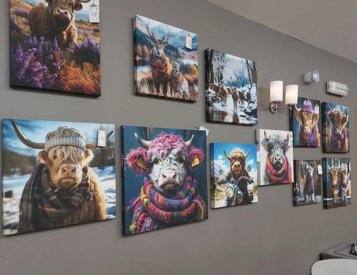 A gallery wall displaying several framed paintings of Highland cows wearing various hats and scarves, adding whimsy and charm to the scene