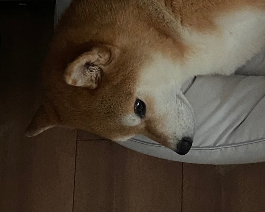 柴犬ひるねさんXアカウント(@ohirune190303)より