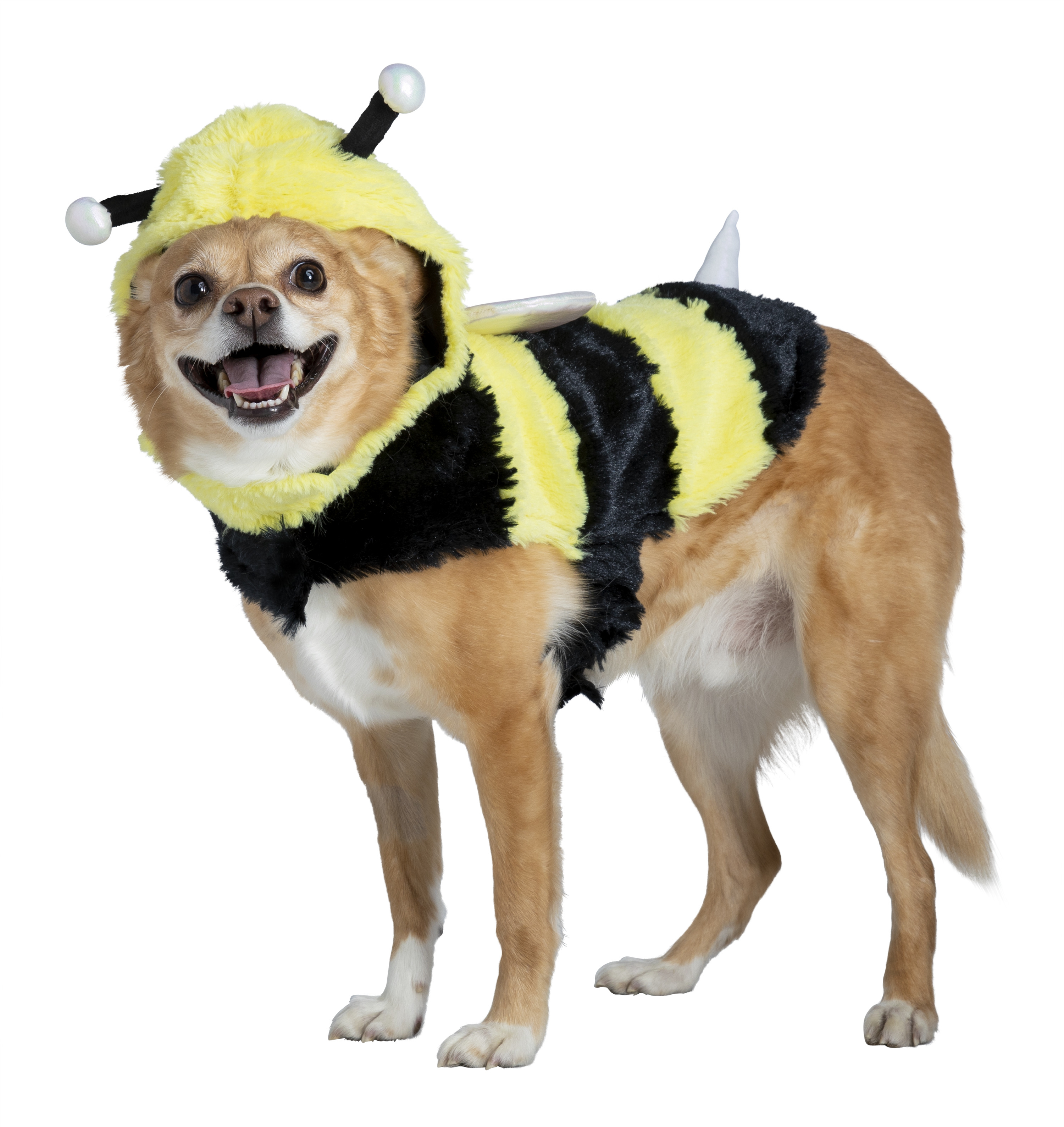 A small dog dressed in a bee costume, with antennas and wings, smiling at the camera