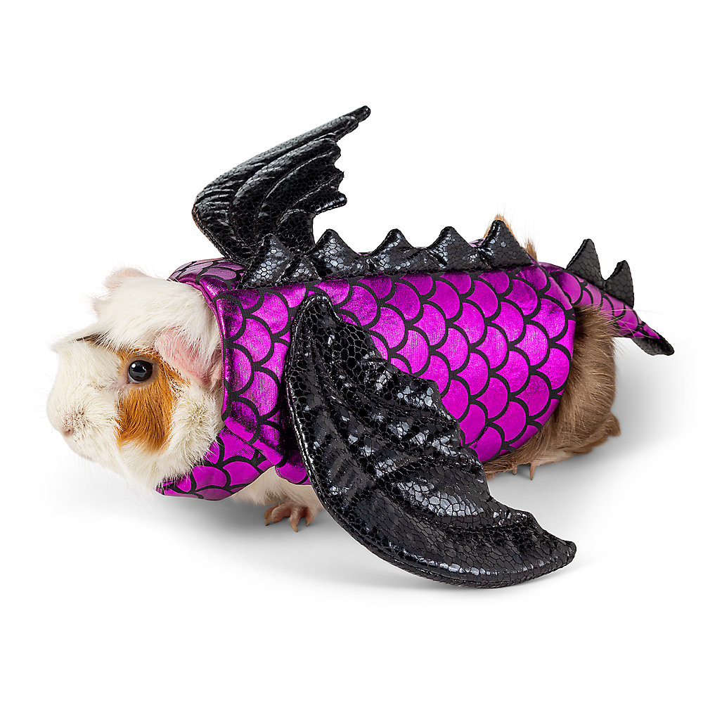 Guinea pig in a dragon costume with black wings and purple scales pattern