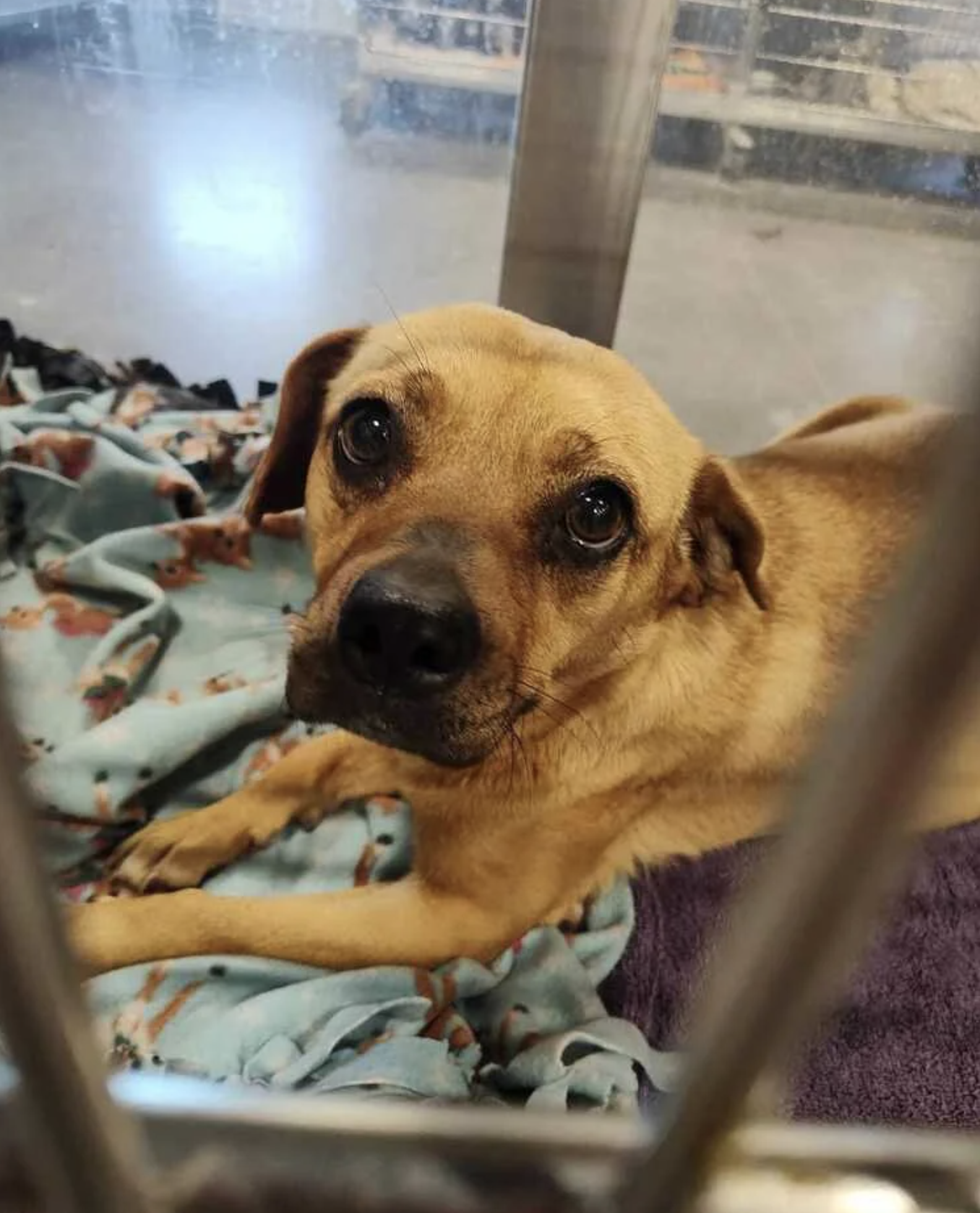A small, brown dog with a sad expression lies on a blanket inside a kennel, looking up at the camera. The background shows a metal barrier and a concrete floor