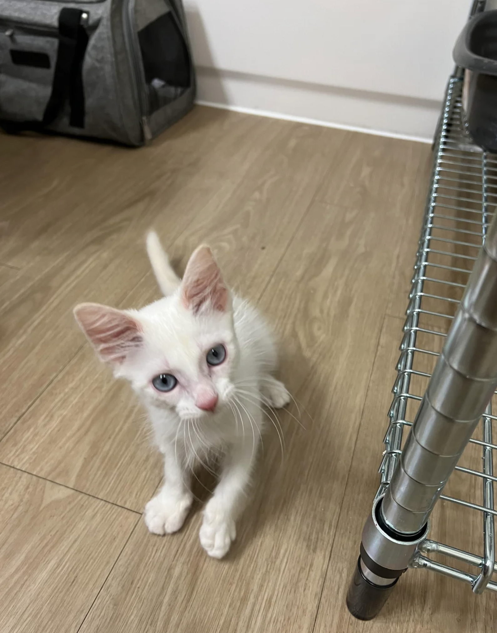 A small white kitten with blue eyes, standing near a metal shelf and a grey carrier on a wooden floor