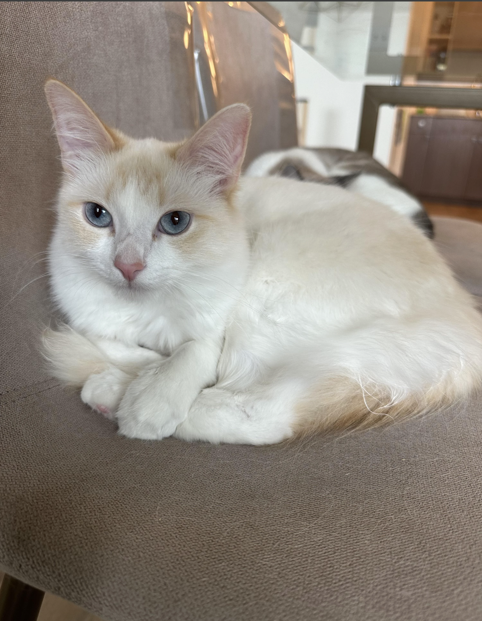 A fluffy white cat with blue eyes is lying on a chair, looking at the camera