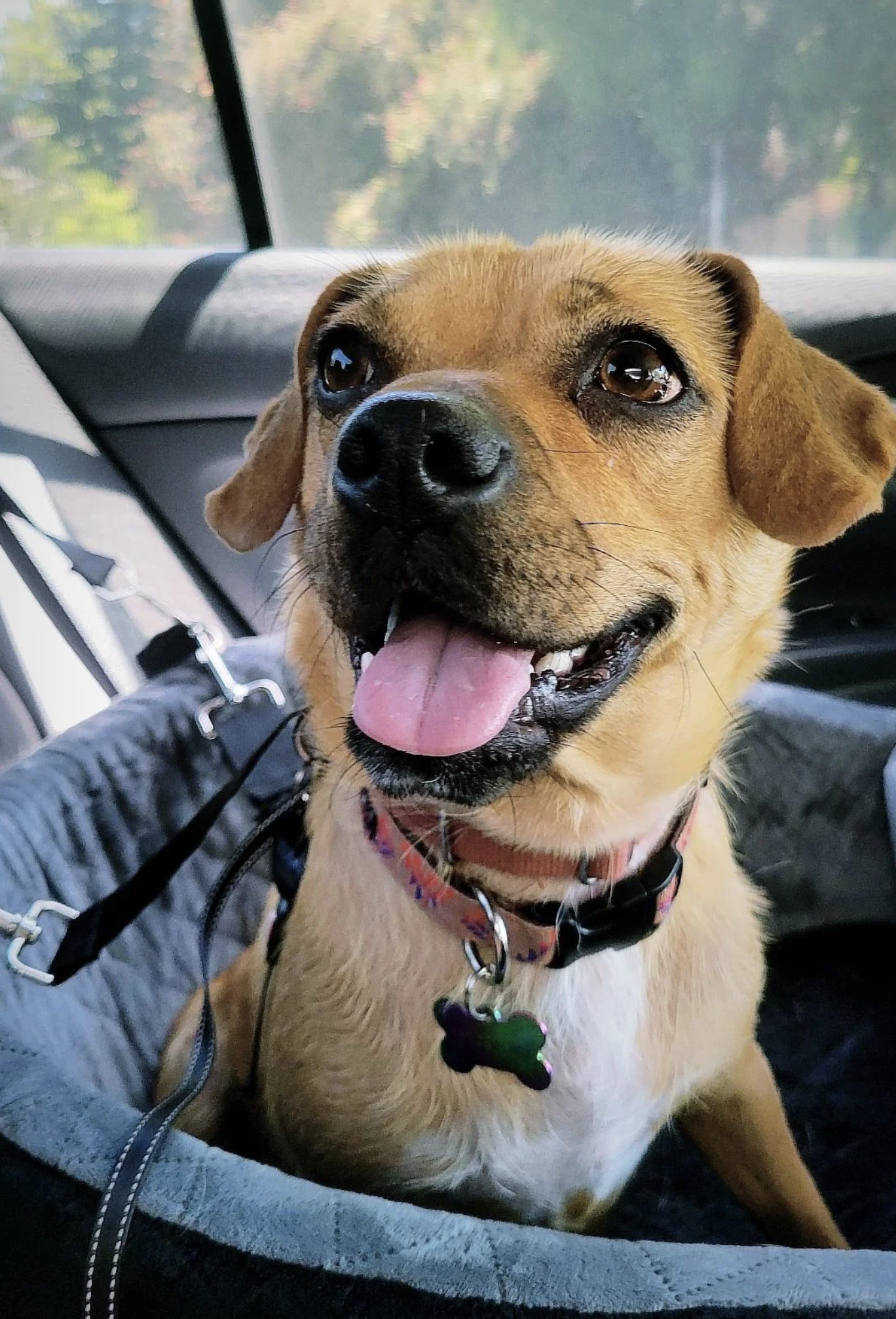 A small, joyful dog sits in a car seat, looking out of the car window with its tongue out and wearing a collar with a bone-shaped tag