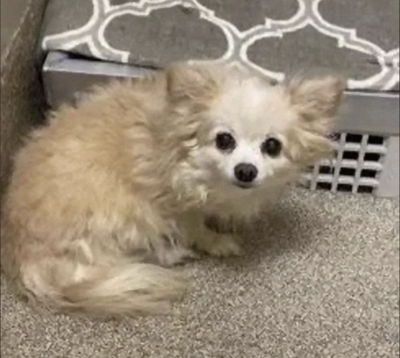 Small fluffy dog with large ears and dark eyes sitting on a carpeted floor near a patterned blanket