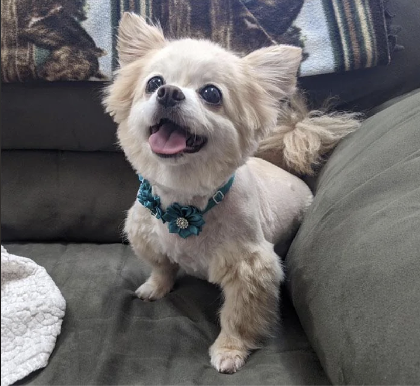 A small, fluffy dog with a happy expression sits on a couch, wearing a decorative blue collar with flowers