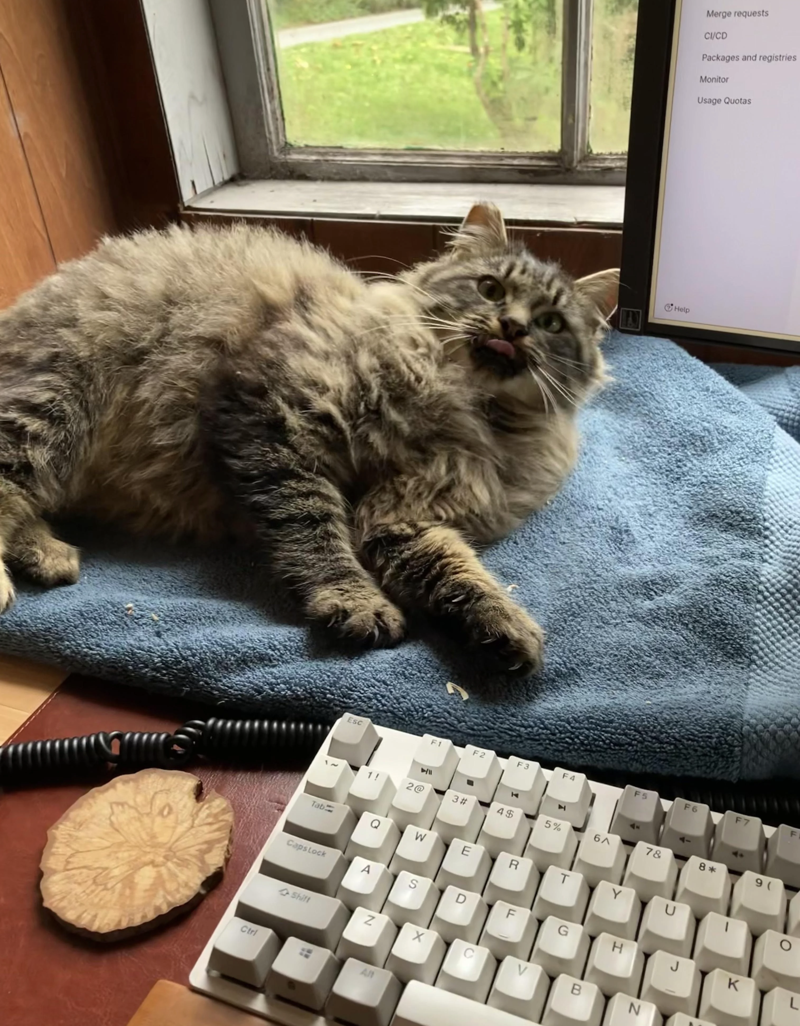 A fluffy gray and black cat lies on a blue towel by a window next to a computer keyboard. The cat looks up, sticking out its tongue