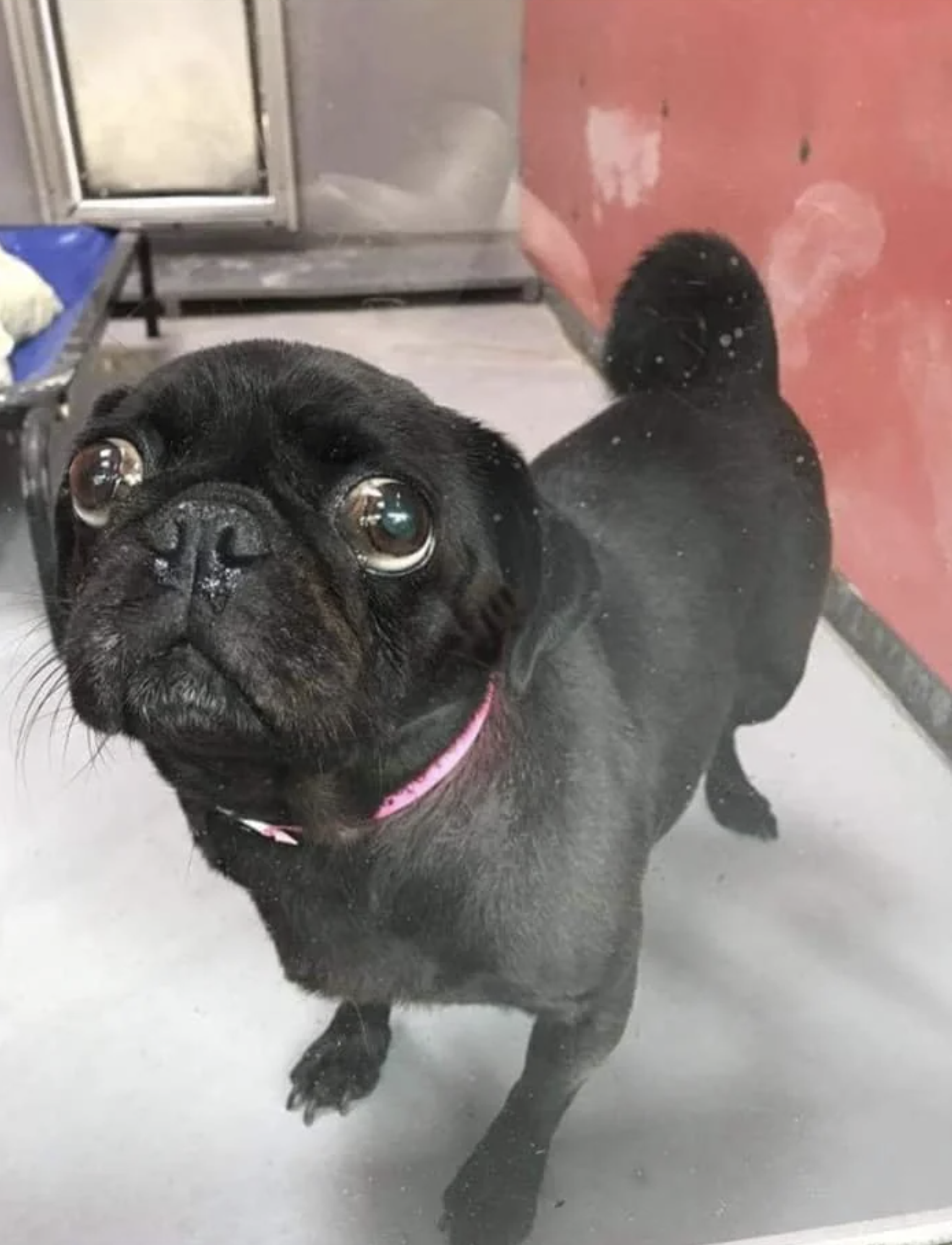 A small, black pug with a pink collar stands on a light-colored floor, staring up with wide eyes near a metal door