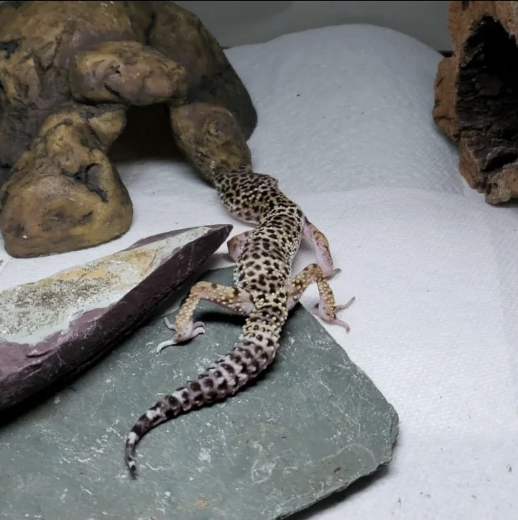 A leopard gecko is walking on a slate surface in a terrarium, moving towards two small cave-like structures