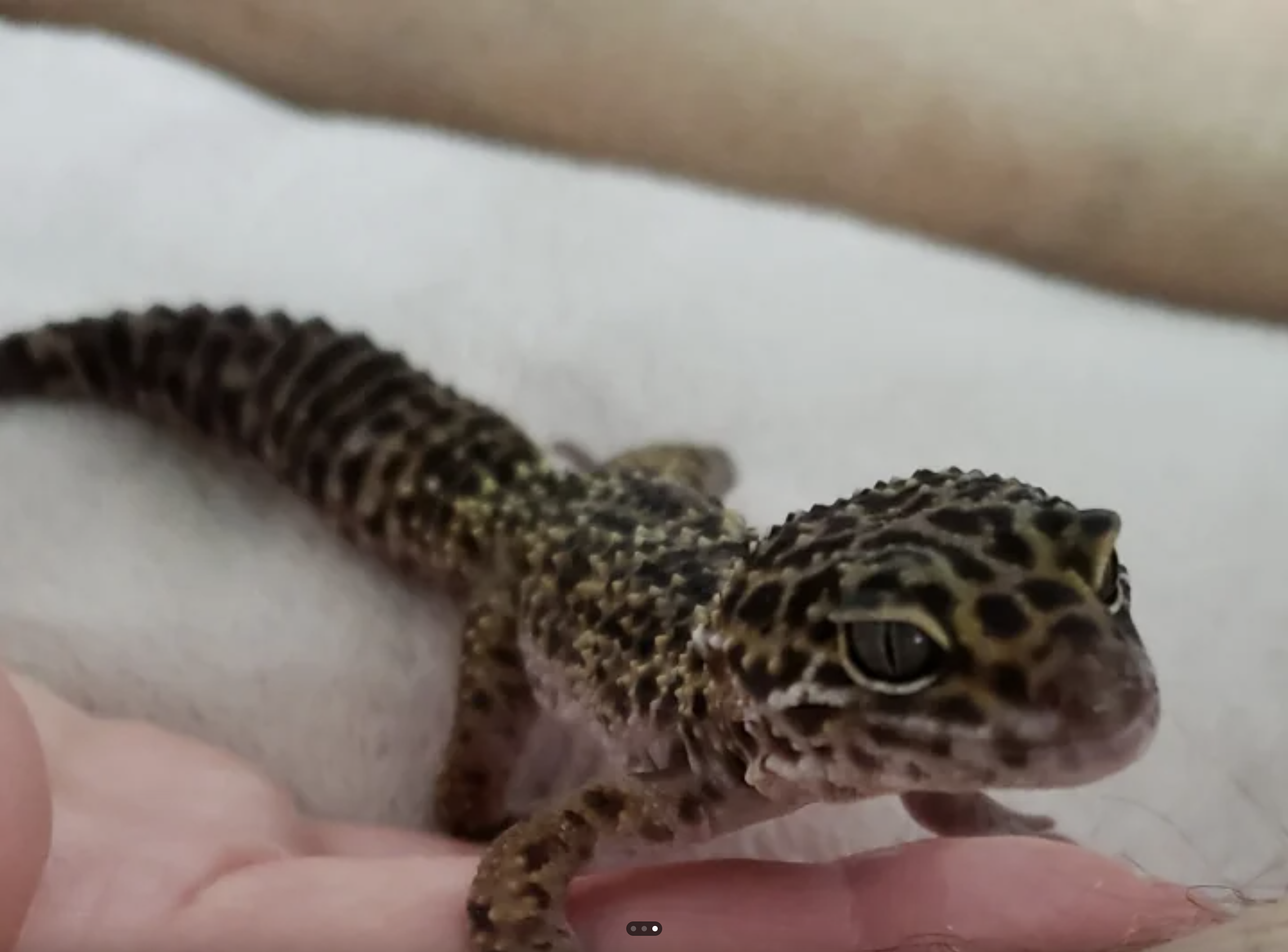 A close-up of a small leopard gecko with spotted, textured skin resting on a white surface and someone's hand