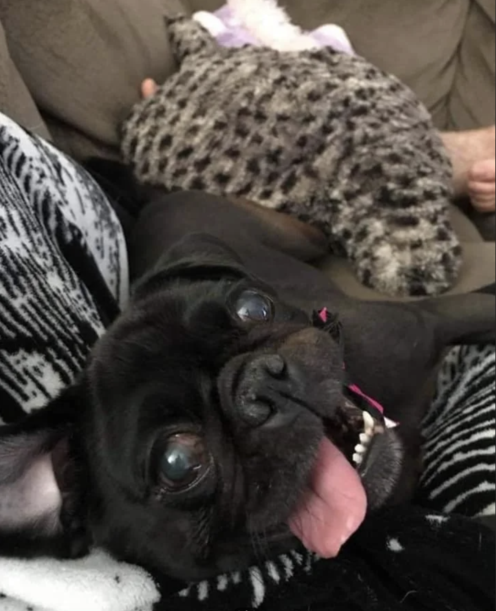 A small black dog with its tongue out lies on a person wearing a patterned blanket, next to a stuffed animal and a person’s hand