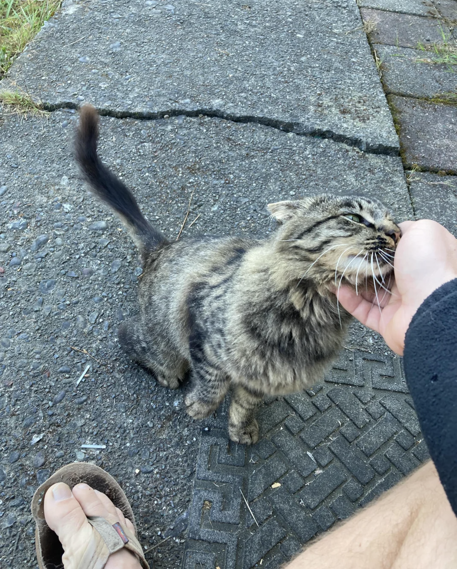 A person's hand pets a tabby cat on a sidewalk. The person's foot and sandal are partially visible. The cat appears content and affectionate
