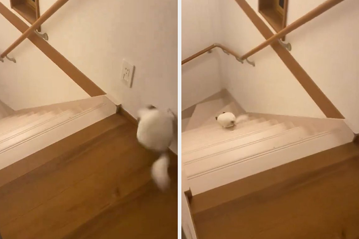 彗星のように駆けて行ったしらこ君 / 飼い主さんのXより