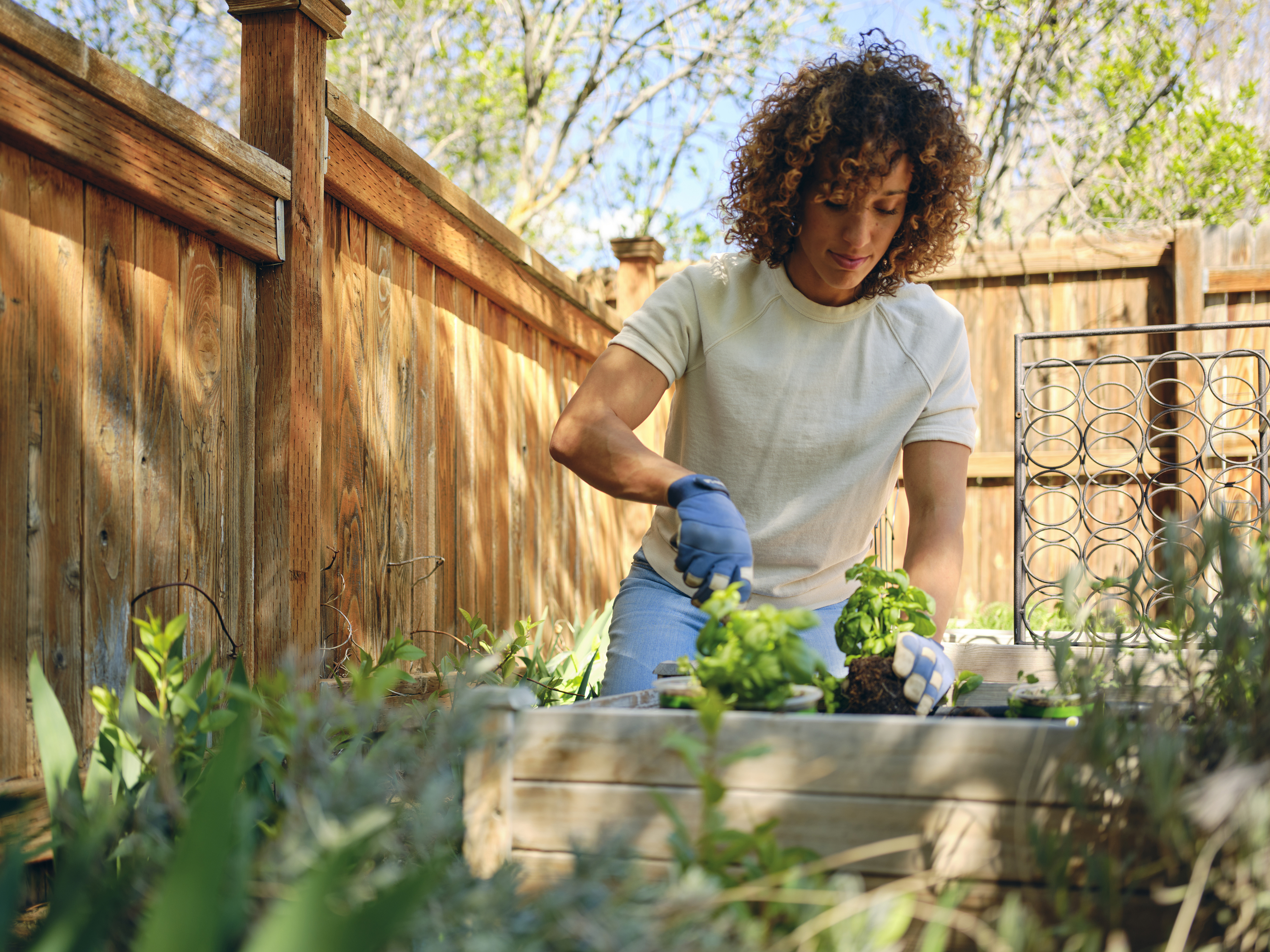 A person tends to a garden bed, wearing a short-sleeve shirt and gardening gloves. A wooden fence and green plants are visible in the background