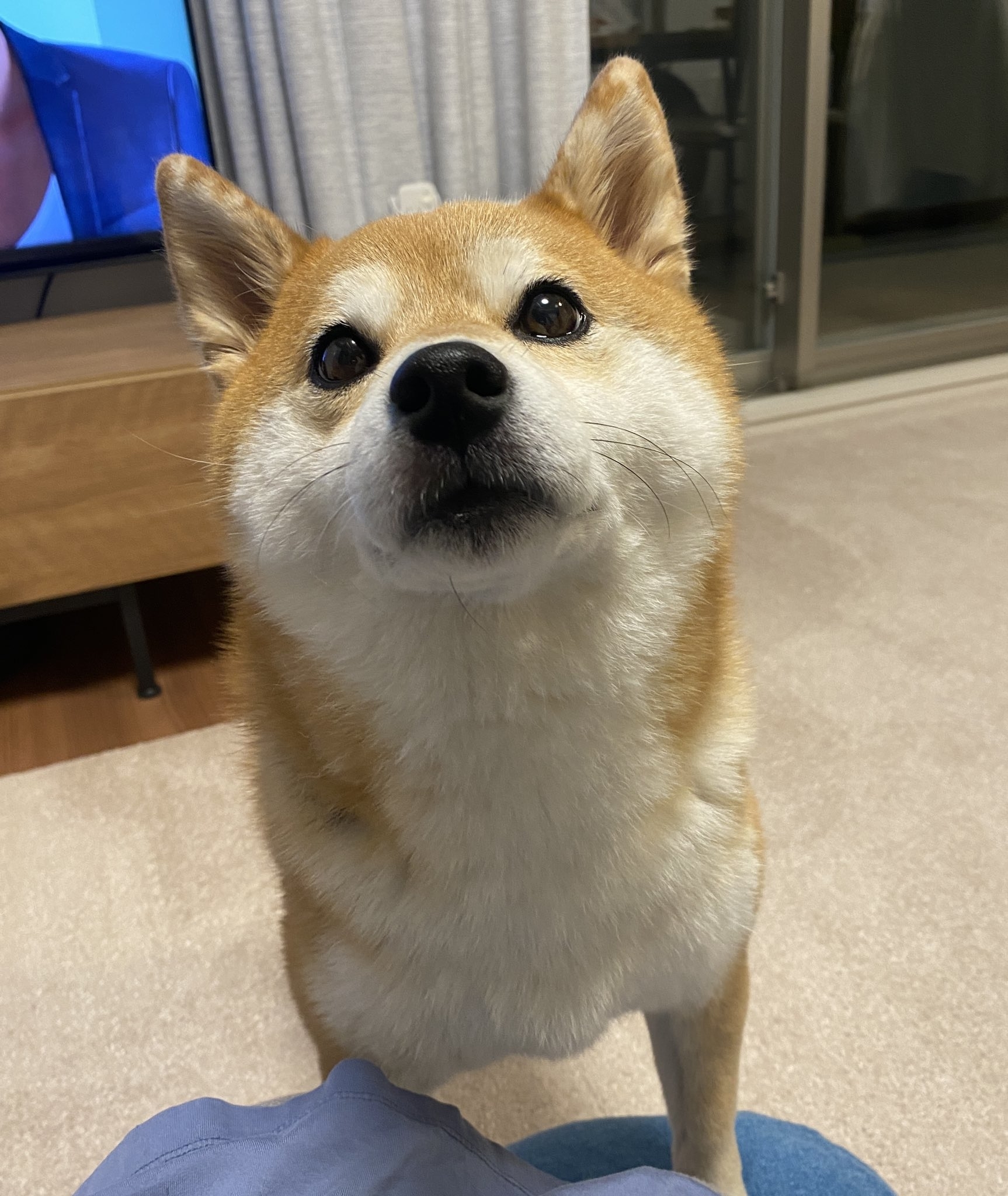 普段のひるねさん(Xアカウント(@ohirune190303)より)