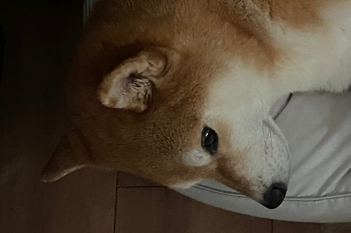 柴犬が白いベッドで寝ている。顔の近くに眠った顔の絵文字。