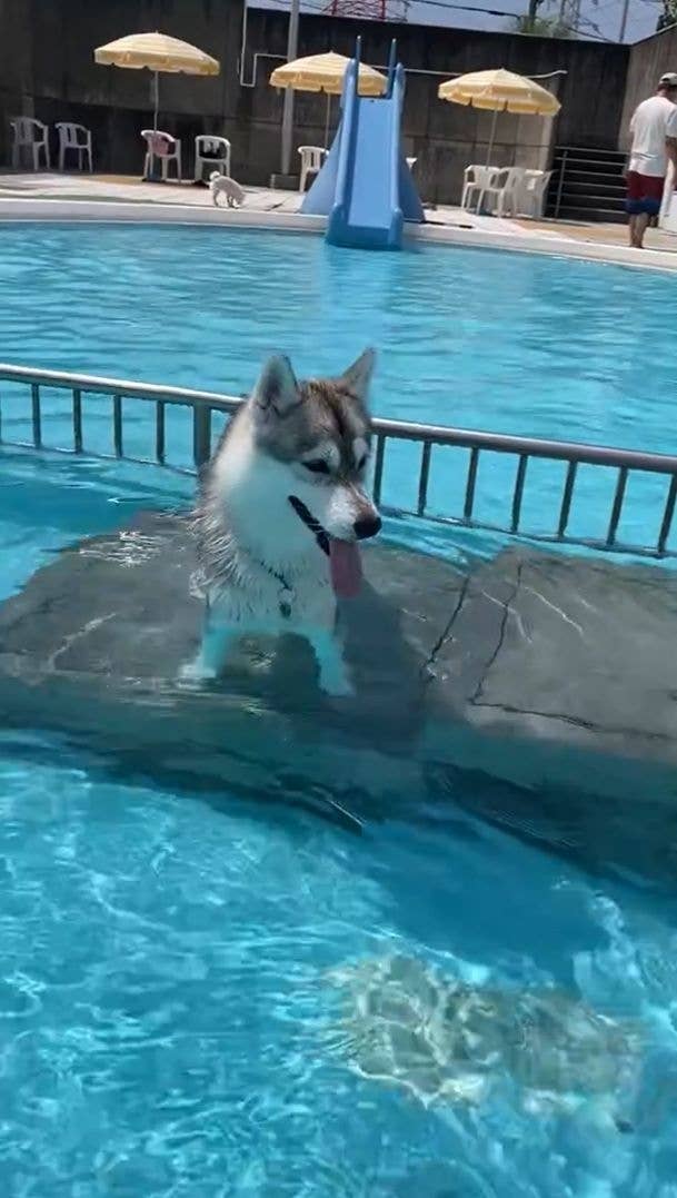 水に浸かっているみぞれちゃん / みぞれ@シベリアンハスキーさんのXより