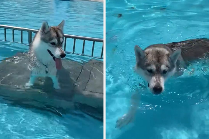 プールで泳ぐみぞれちゃん / みぞれ@シベリアンハスキーさんのXより