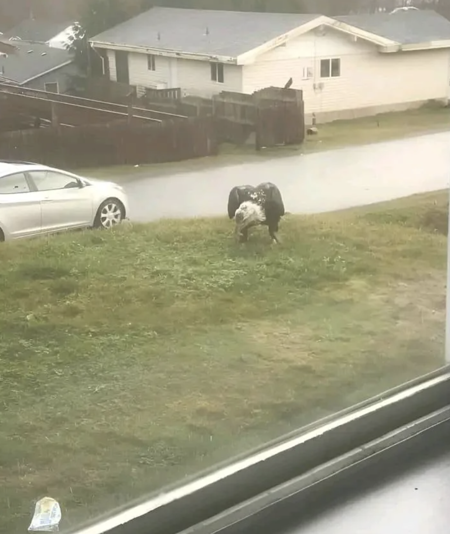 A large bird stands on a grassy area near a residential street; a white car is parked on the left side of the image