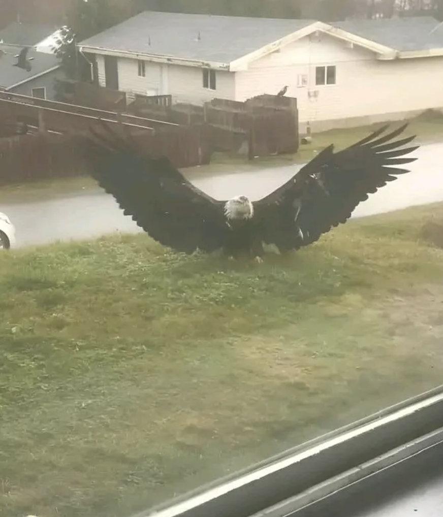 A large eagle with its wings fully spread, standing on a grassy area in front of residential houses