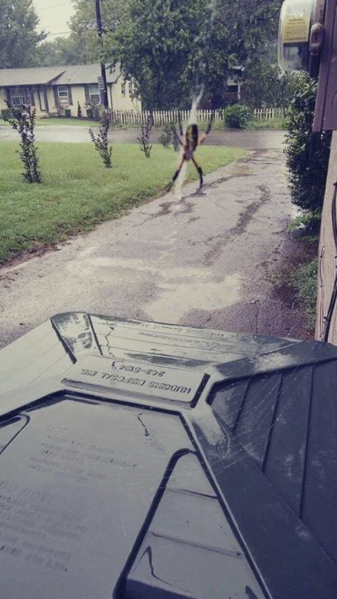 A large spider hangs from its web in the foreground, appearing much larger than the houses and plants in the blurry background