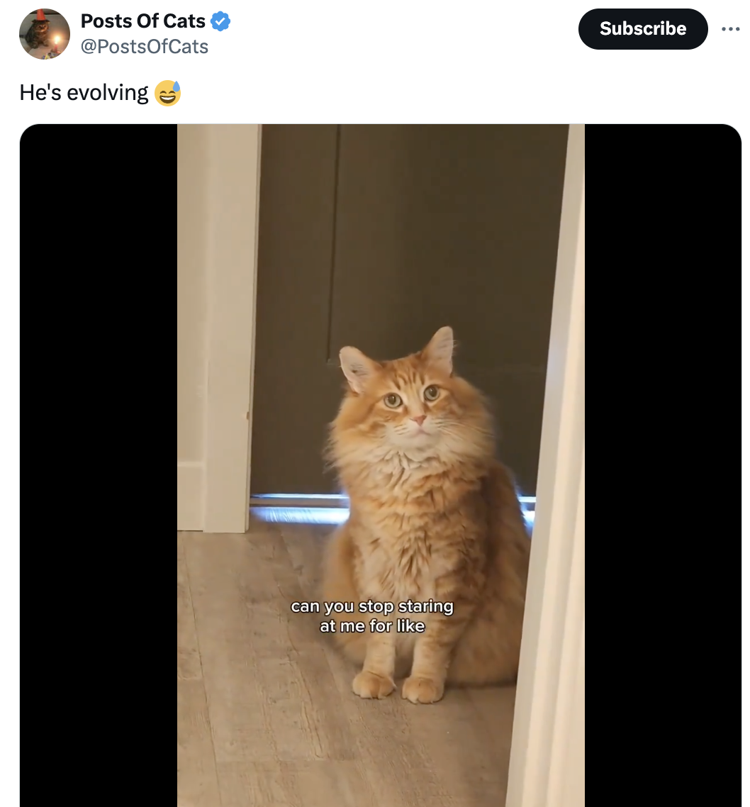 A fluffy orange cat sits on the floor and looks up with a caption over the image that reads, can you stop staring at me for like