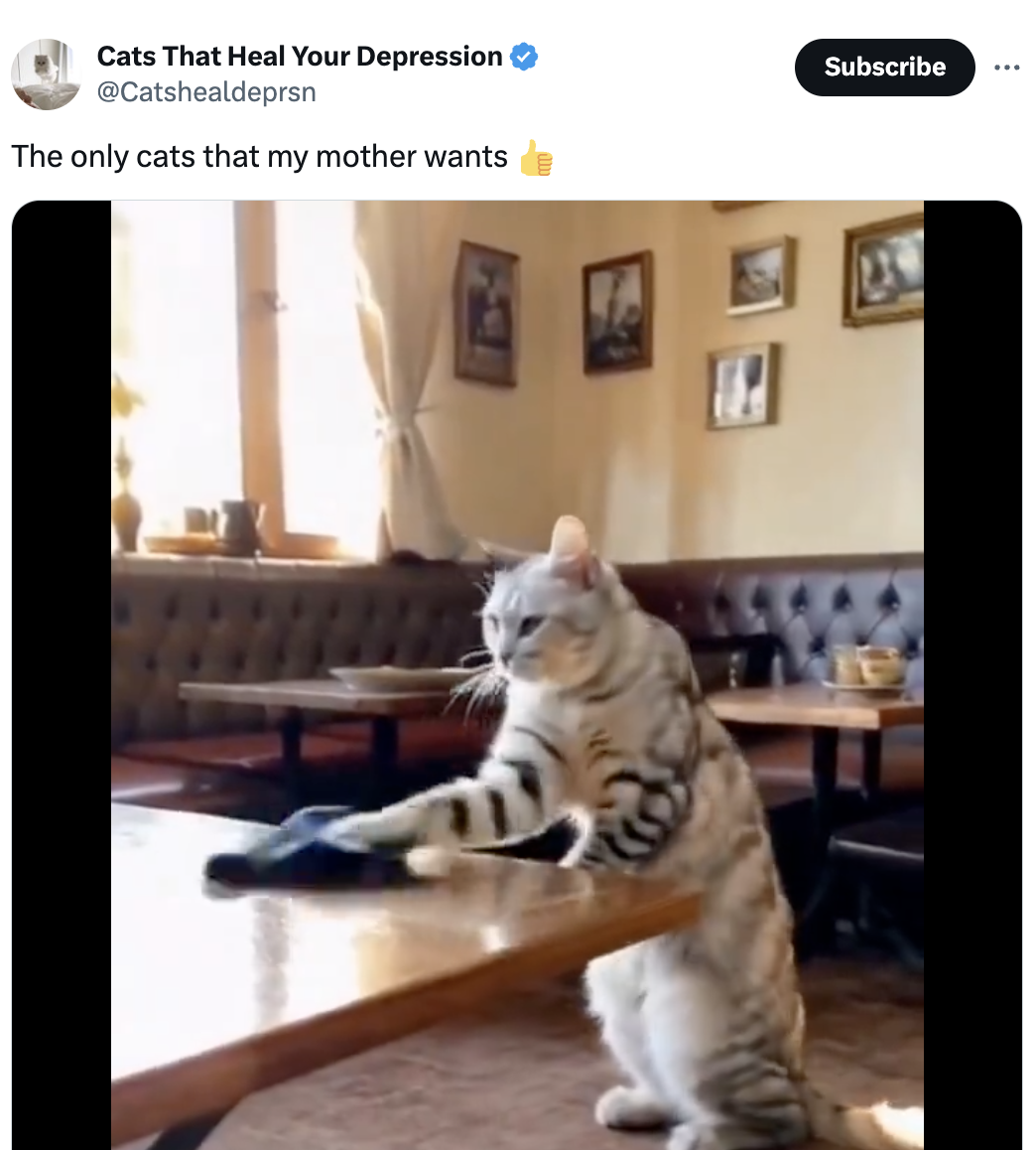 A cat stands on its hind legs on a restaurant table, appearing to clean the tabletop