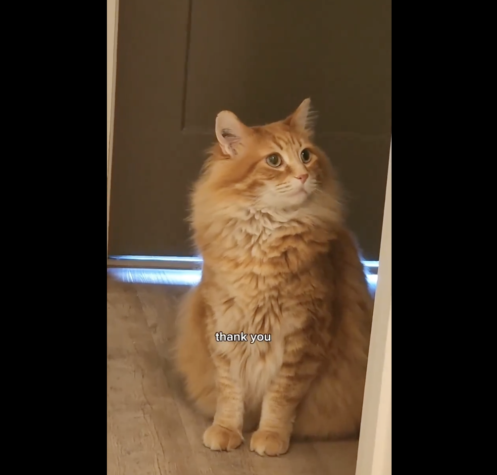 A fluffy, orange cat sits on the floor, looking up. The text overlay reads &quot;Thank you.&quot;