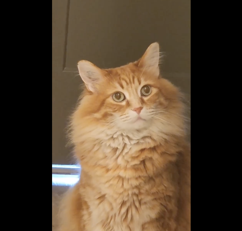 A fluffy orange-and-white cat with large eyes sits indoors, looking upwards