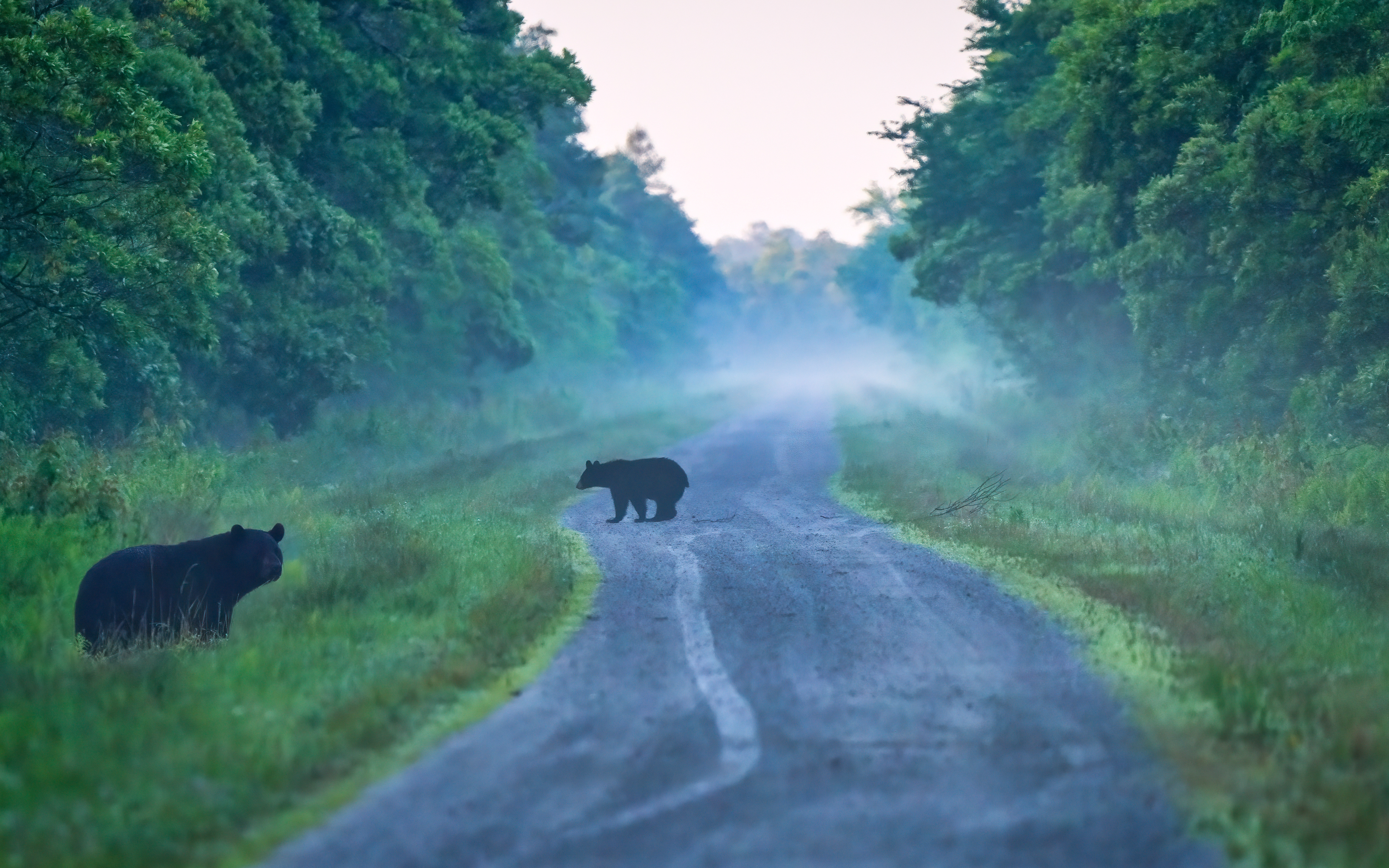 Two bears walk along a foggy road surrounded by dense forest